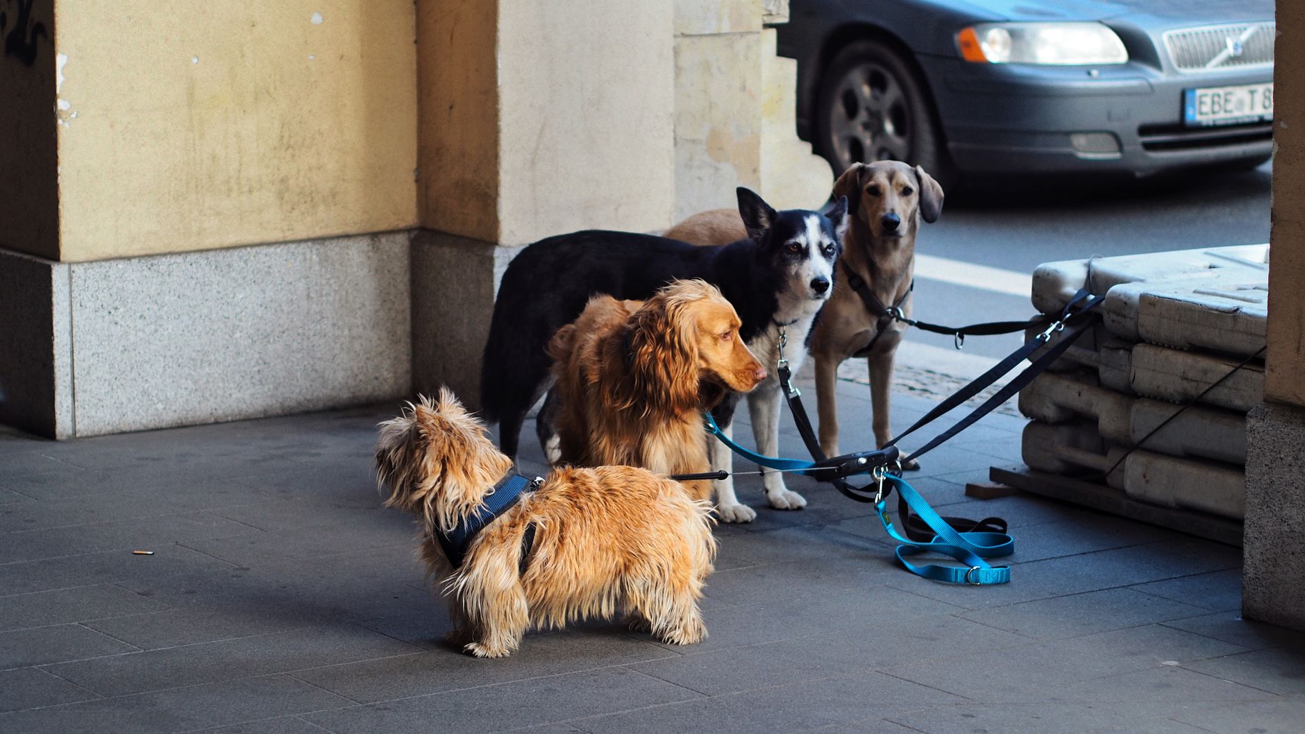 Dog Breed Comparison Safety Tips Everyone Should Know