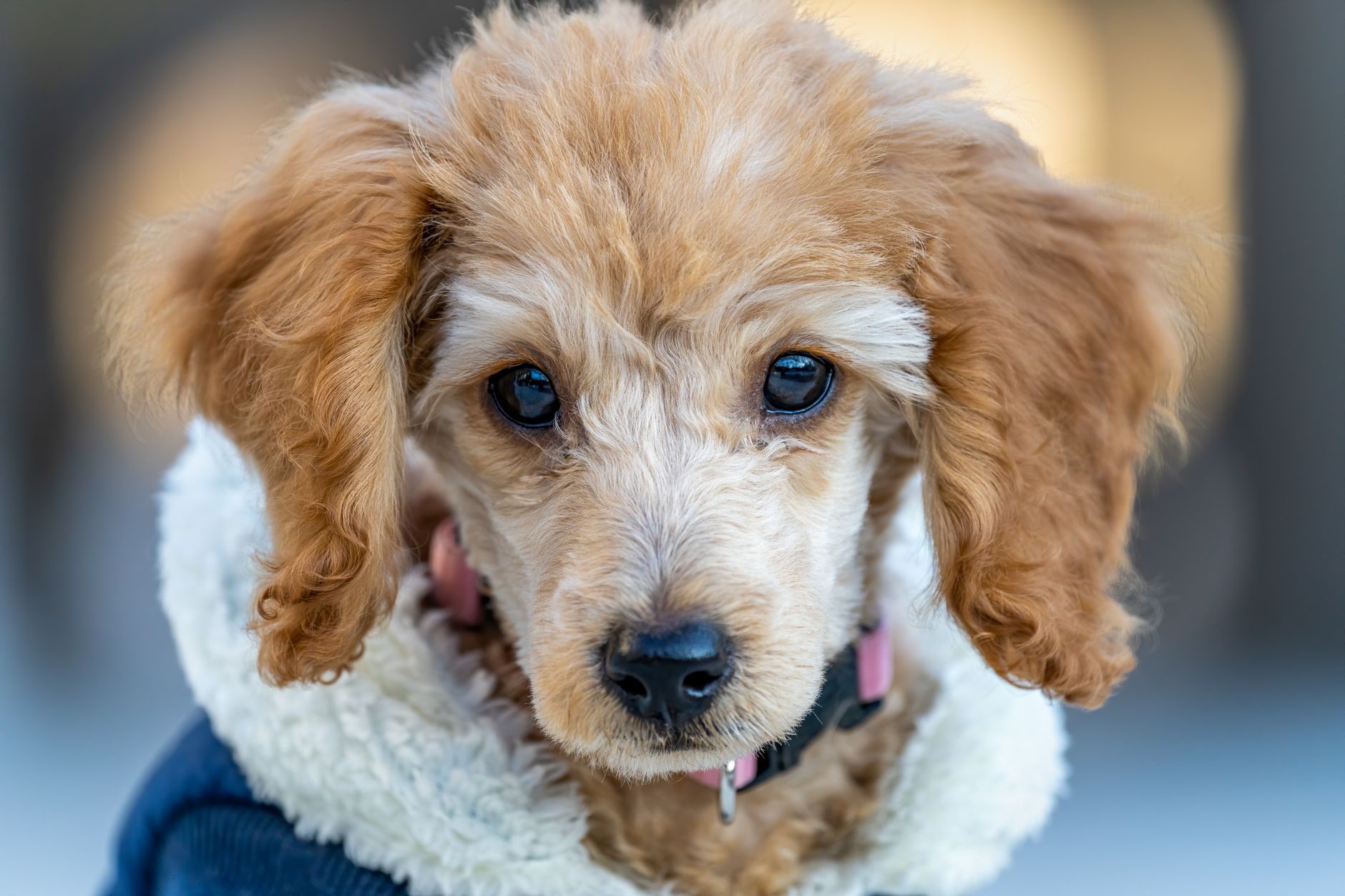 Small Dog Breeds That Don't Shed: Hypoallergenic Options Ranked