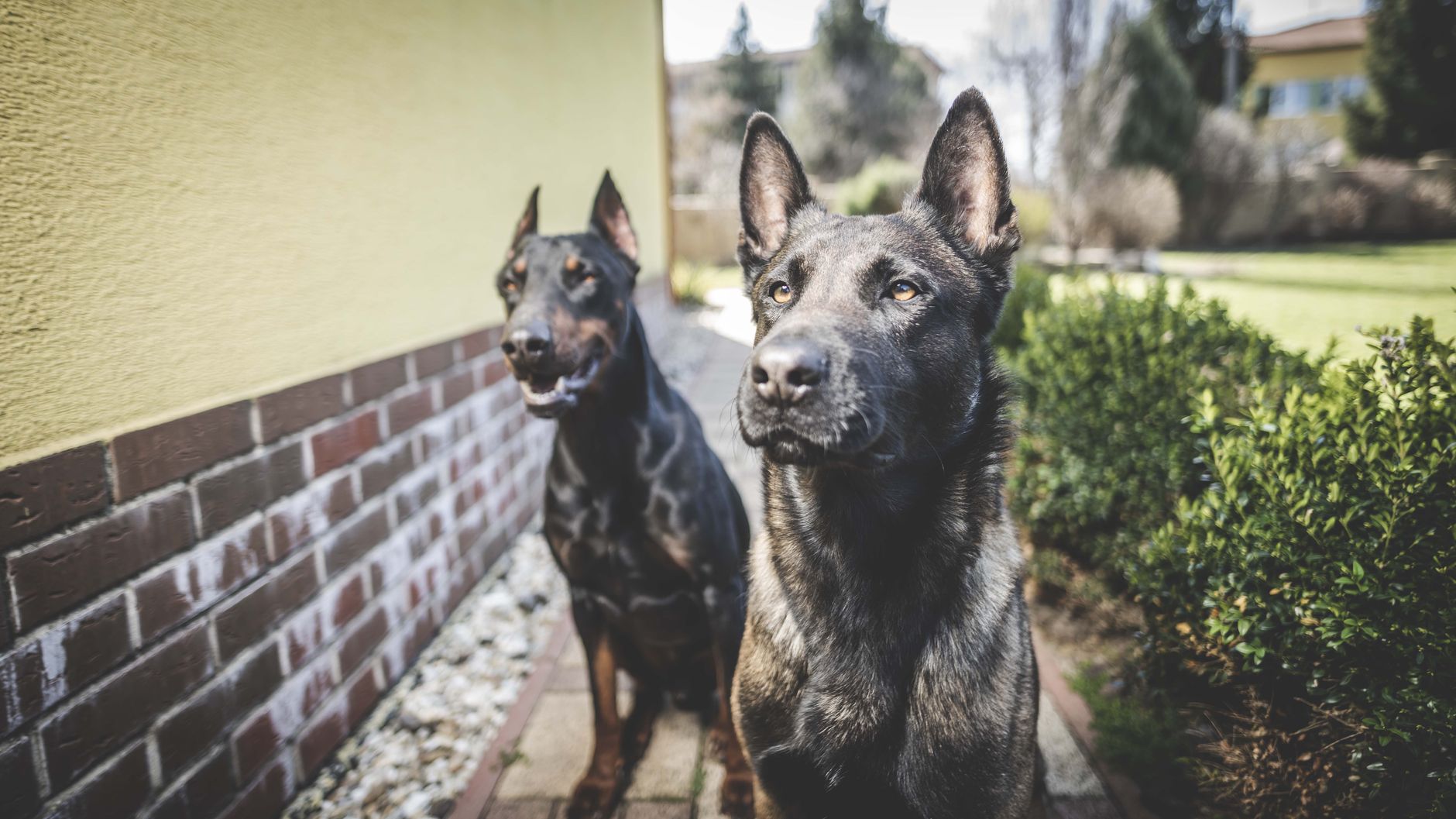 Best Guard Dog Breeds: Protection Ability vs Family Friendliness