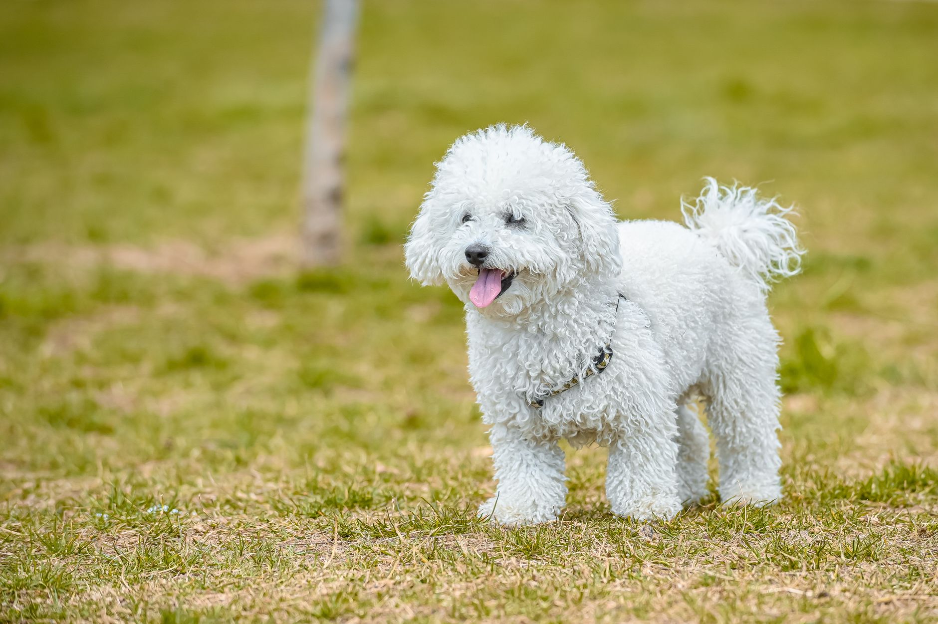 Small Dog Breeds That Don't Shed: The Complete Guide for Allergy Sufferers