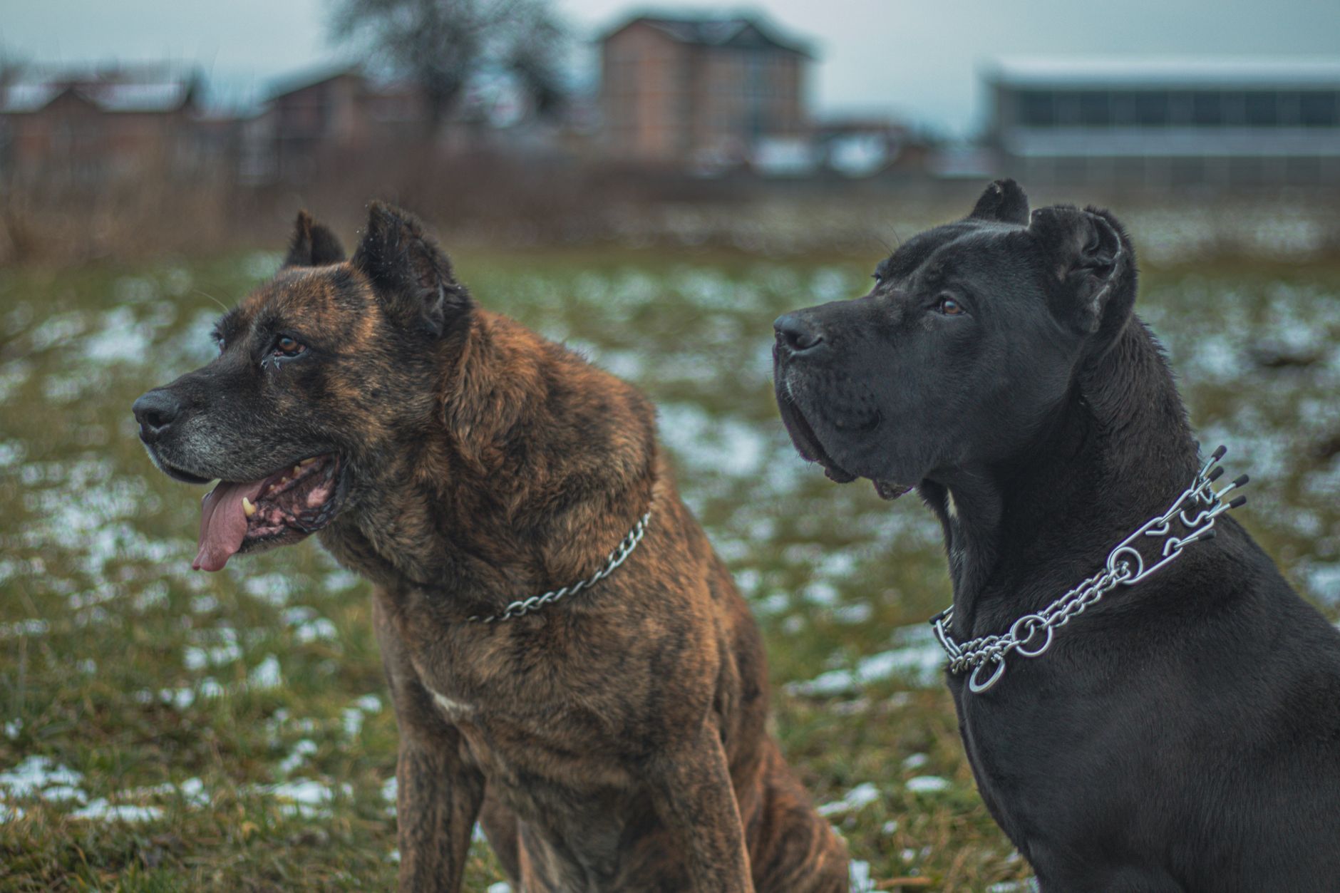 Large Guard Dog Breeds: Choosing the Right Protector for Your Family