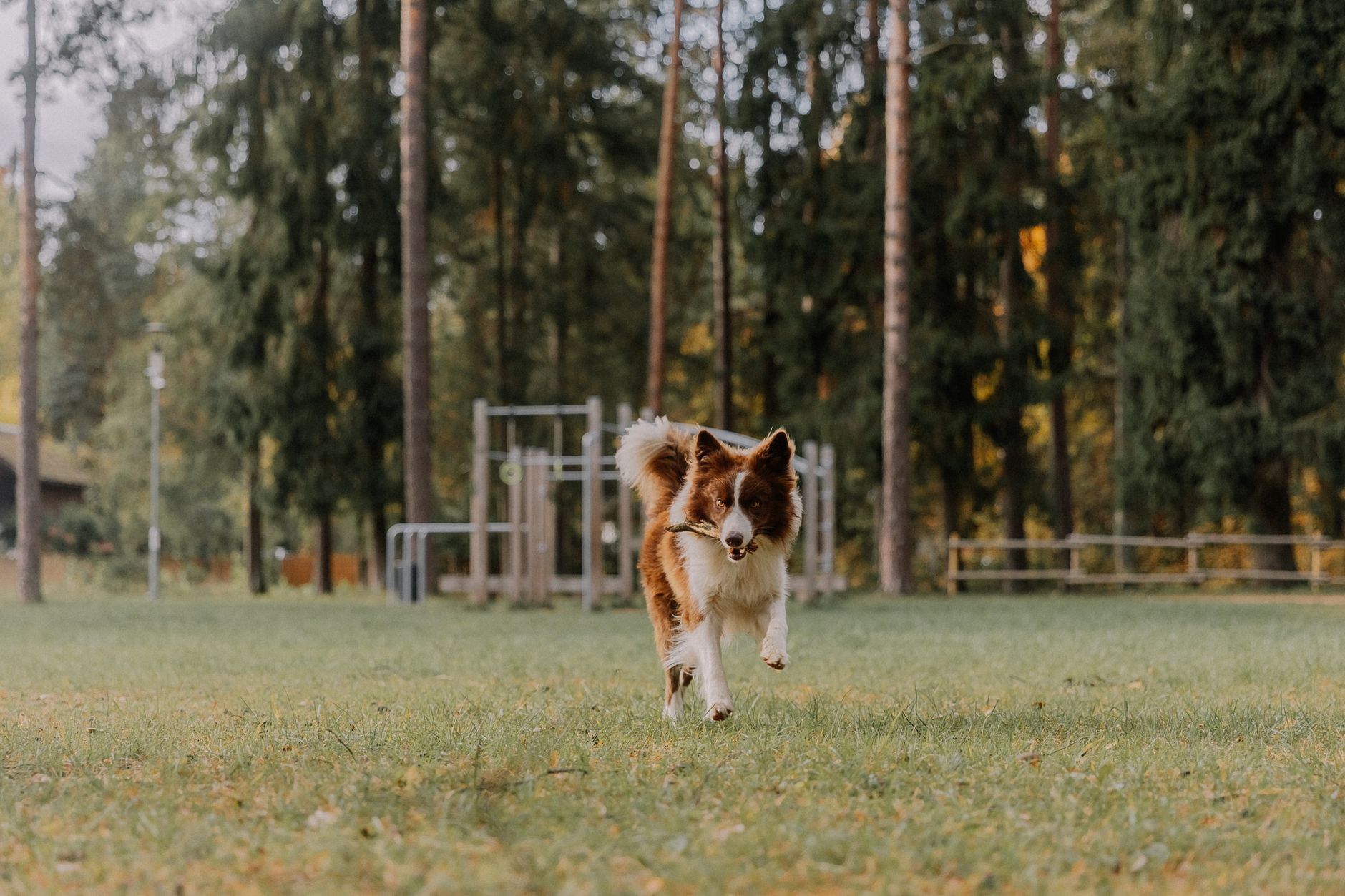 How Much Exercise Does Your Dog Really Need? A Breed-by-Breed Guide