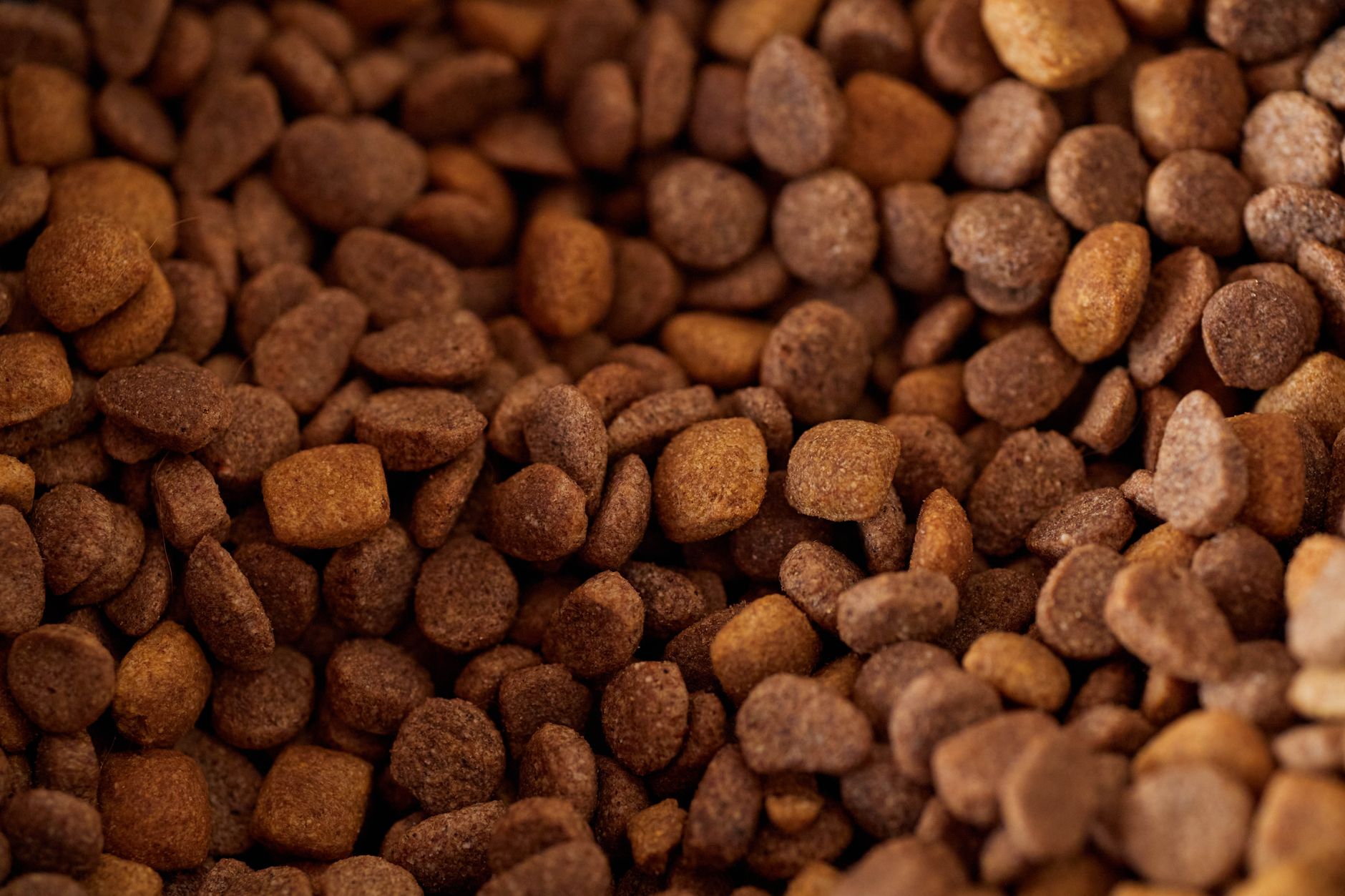 Raw Feeding vs Kibble: What Veterinary Science Actually Says About Dog Nutrition