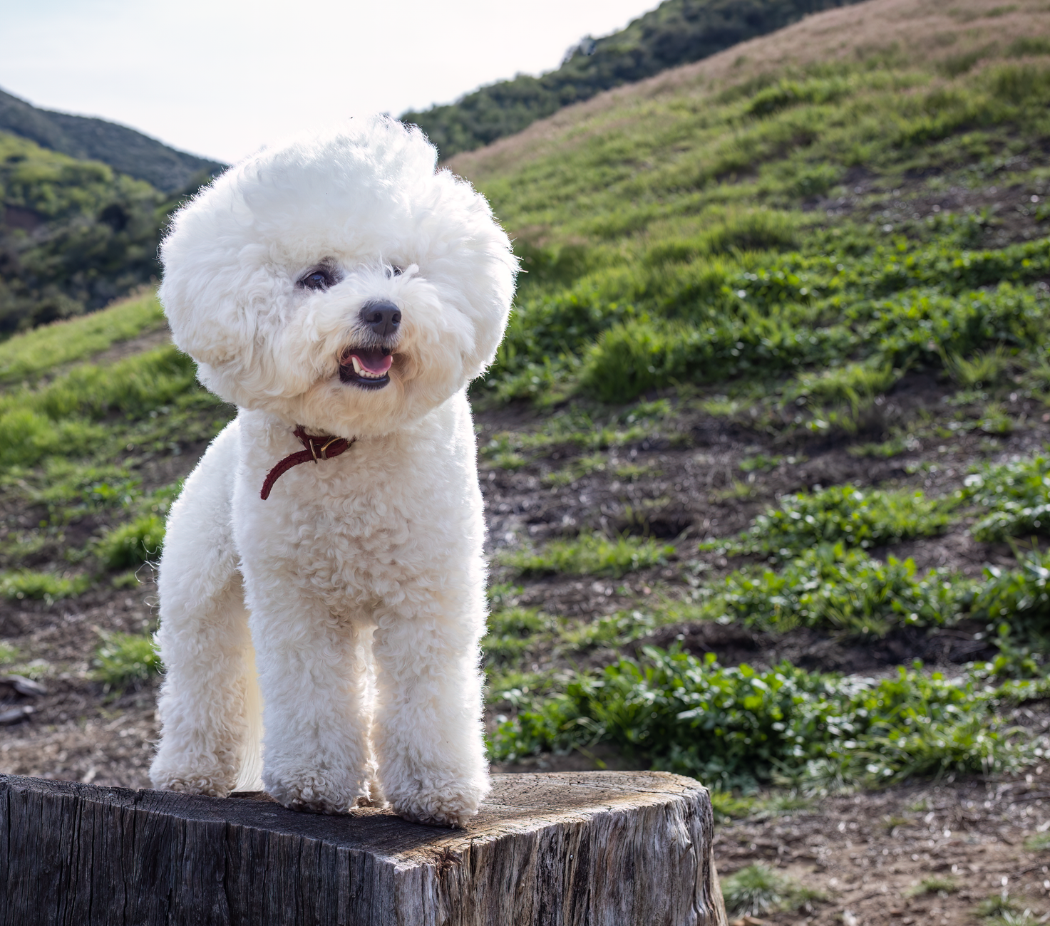 Poodle vs Bichon Frise: Grooming Needs and Health Comparison - dogbreedco