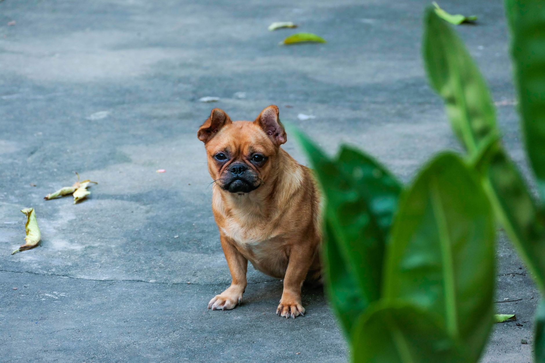 Bulldog vs Pug: Health Risks and Veterinary Care Costs Compared - dogbreedco