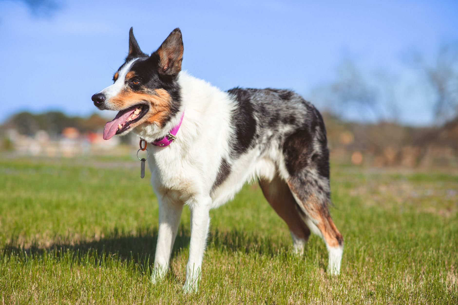 German Shepherd vs Australian Shepherd: Herding Instincts and Exercise Needs - dogbreedco
