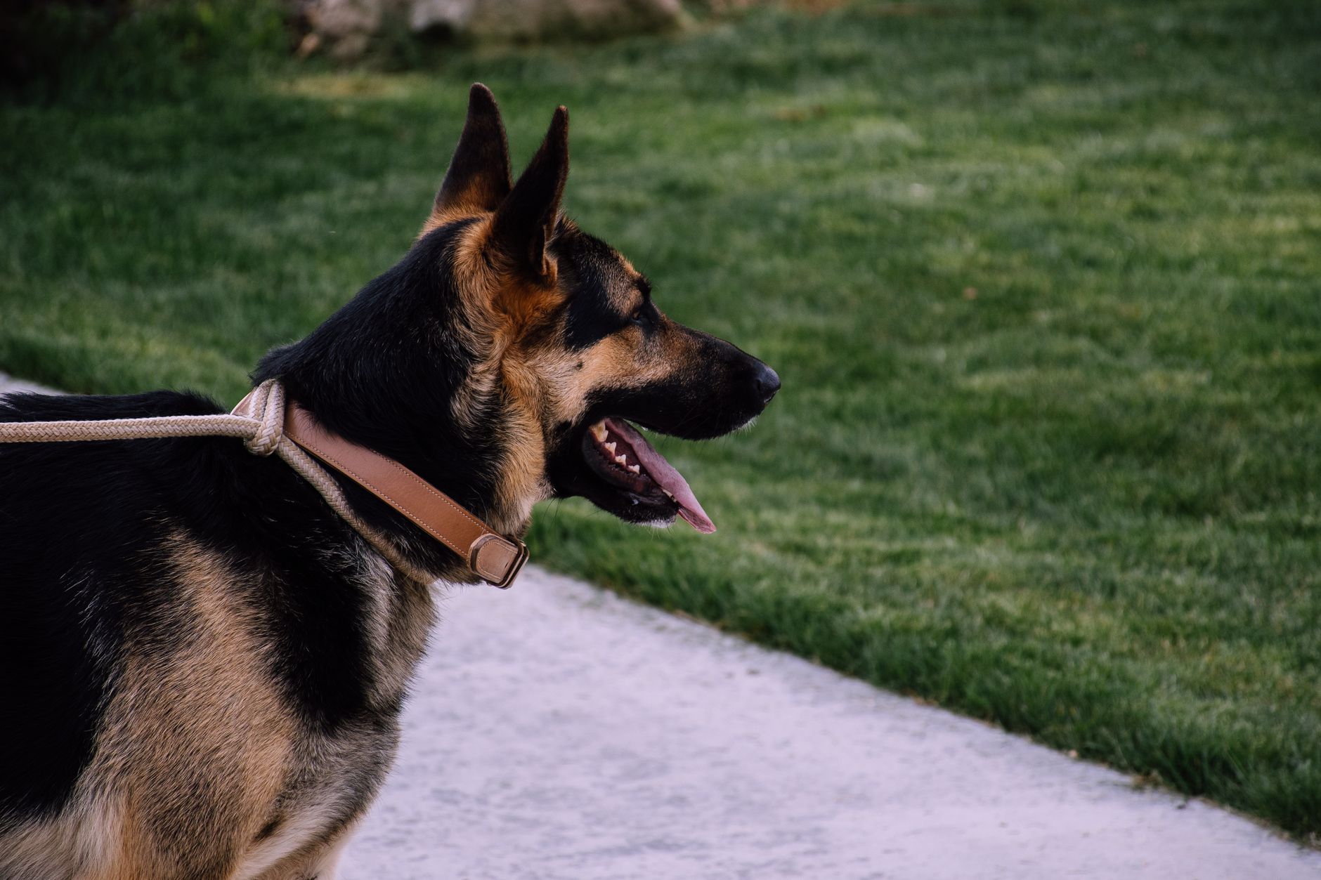 German Shepherd Training Challenges: A Case Study on Leash Reactivity and Obedience - dogbreedco
