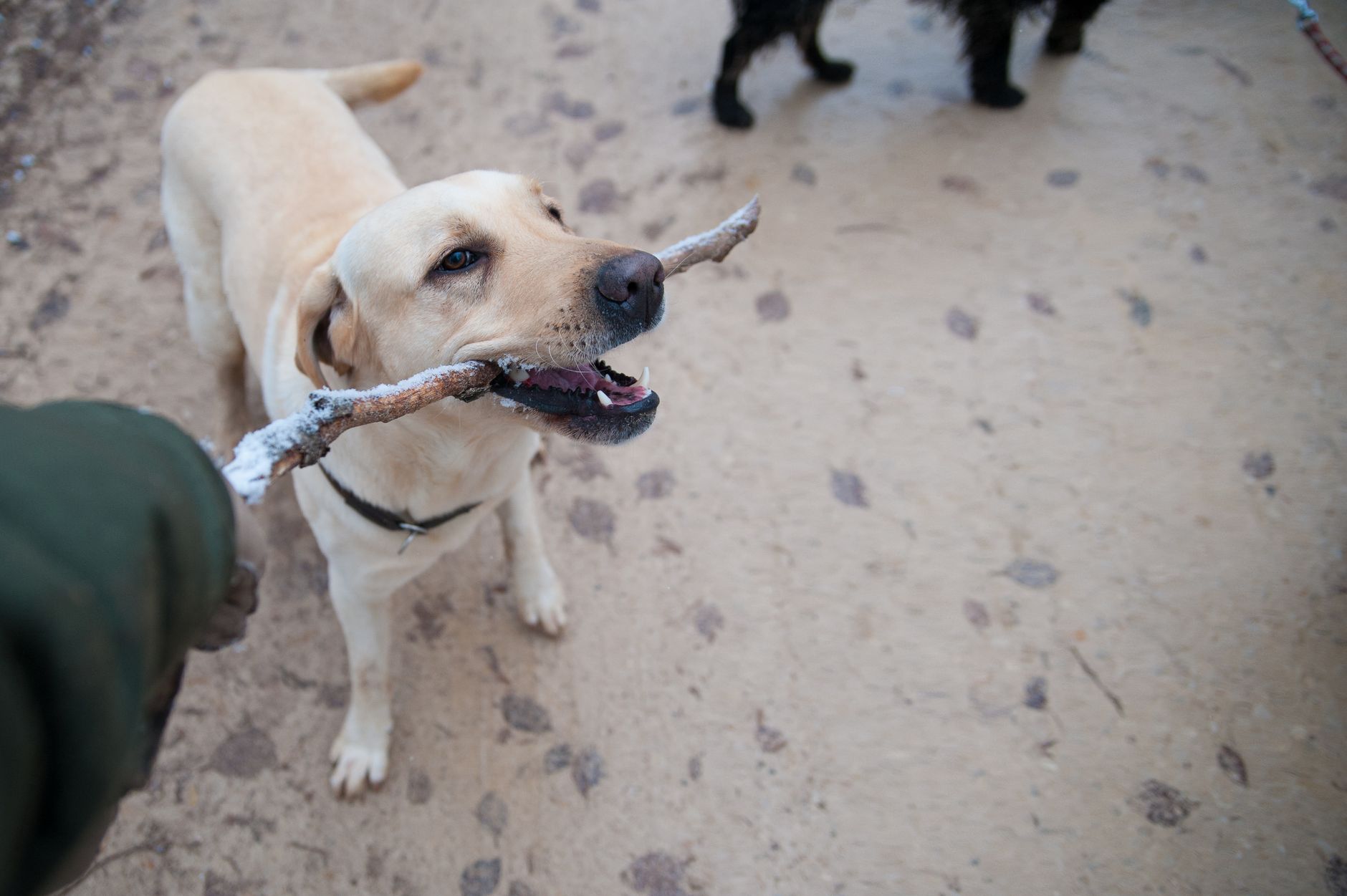 Golden Retriever vs. Labrador Retriever: Case Study on Family-Friendly Behavior and Training - dogbreedco
