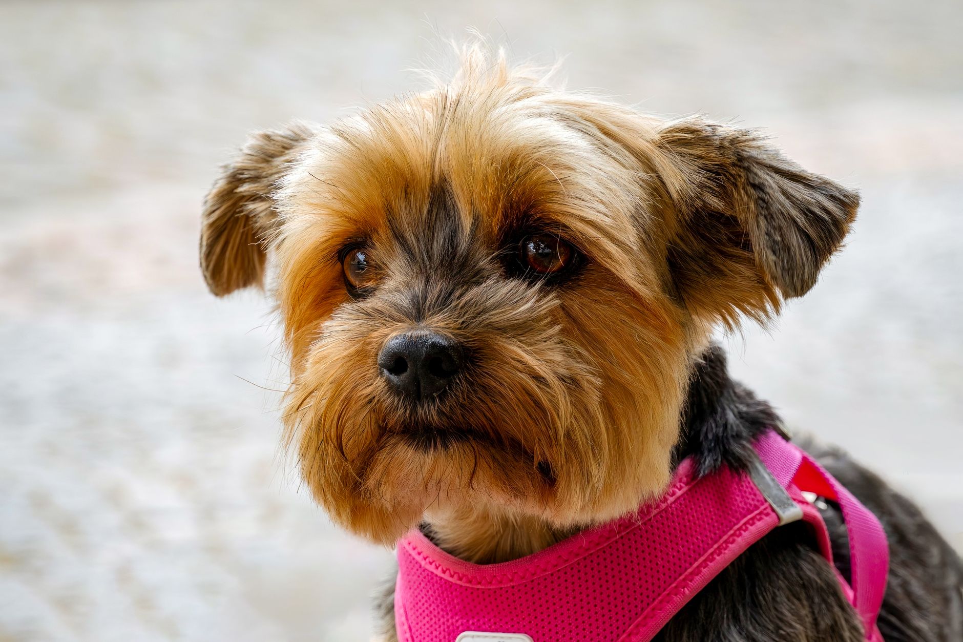 Choosing Your First Pup: Case Study Comparing Pomeranian and Yorkshire Terrier Ownership Costs - dogbreedco