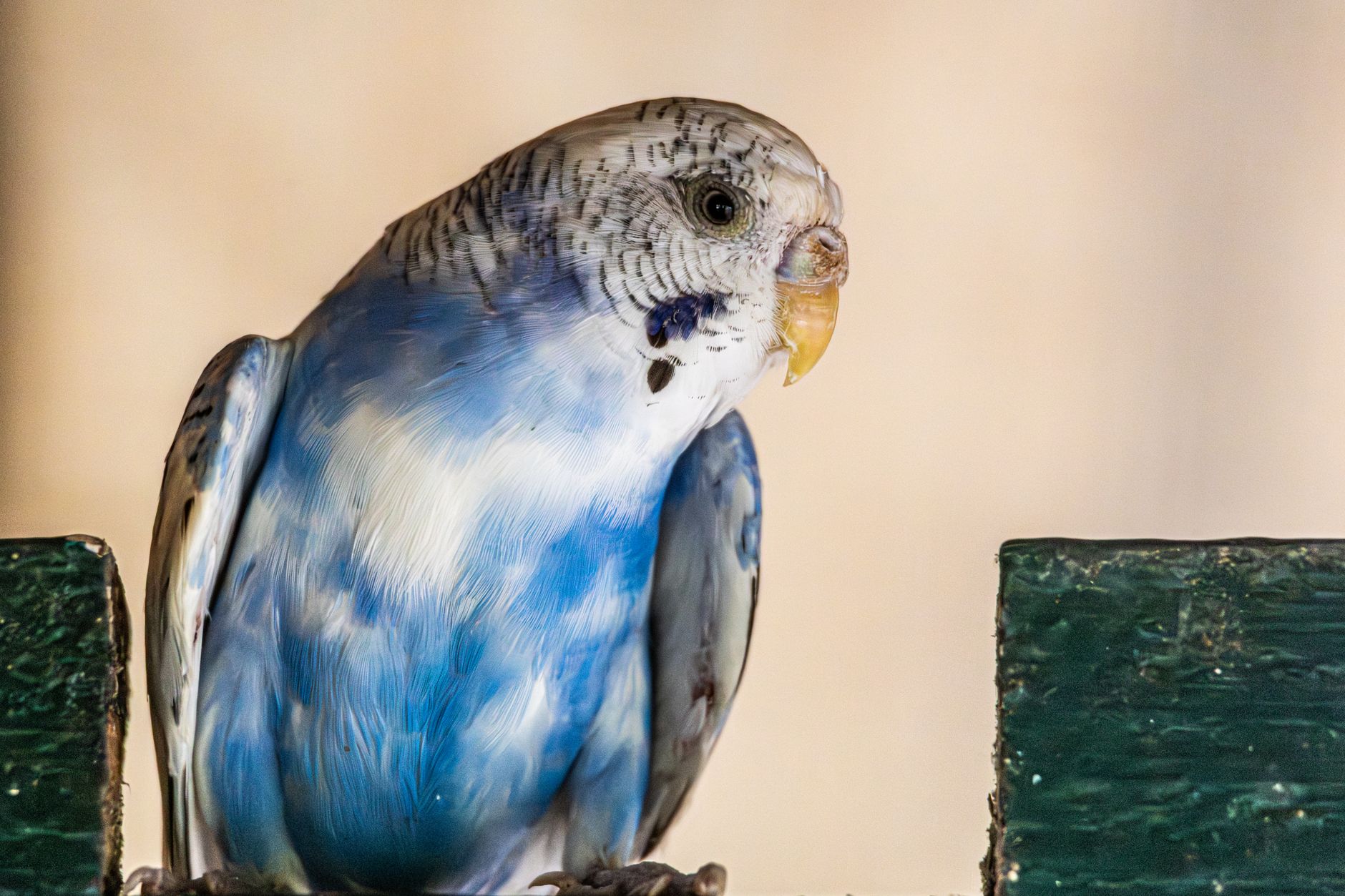 Parakeet Care Sheet - Petmd - dogbreedco