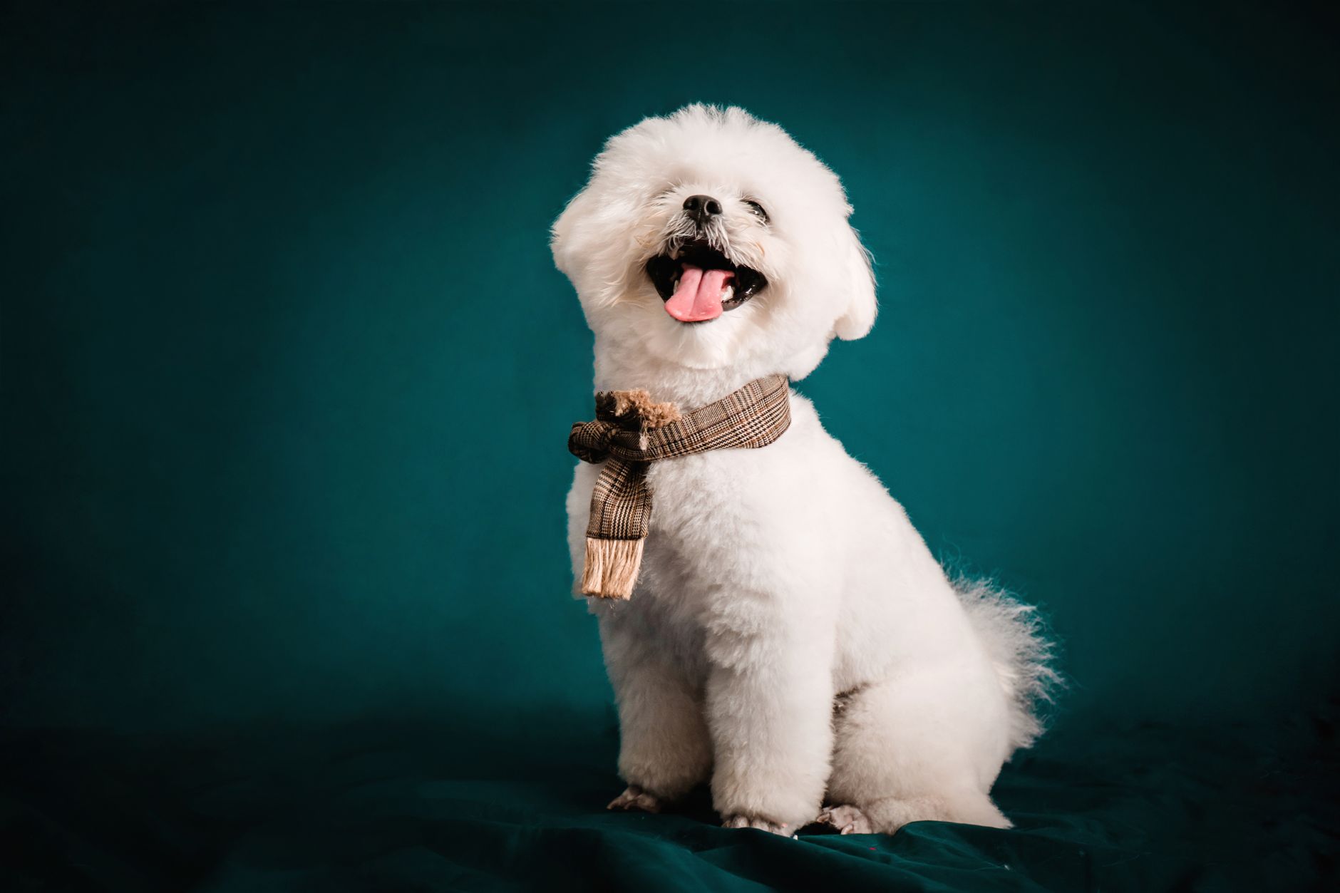 Complete Guide: Complete Beginner Guide - dogbreedco