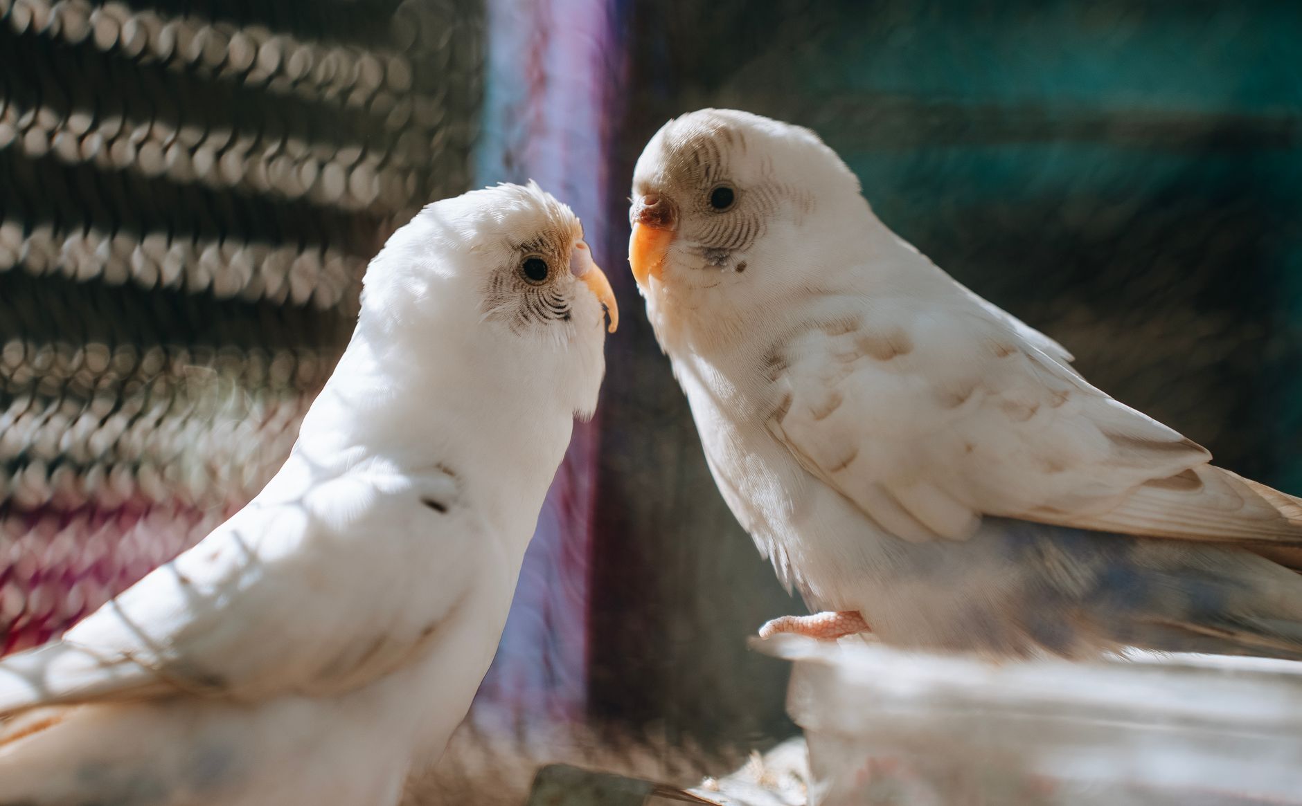 how to care for a pet parakeet - the spruce pets - dogbreedco