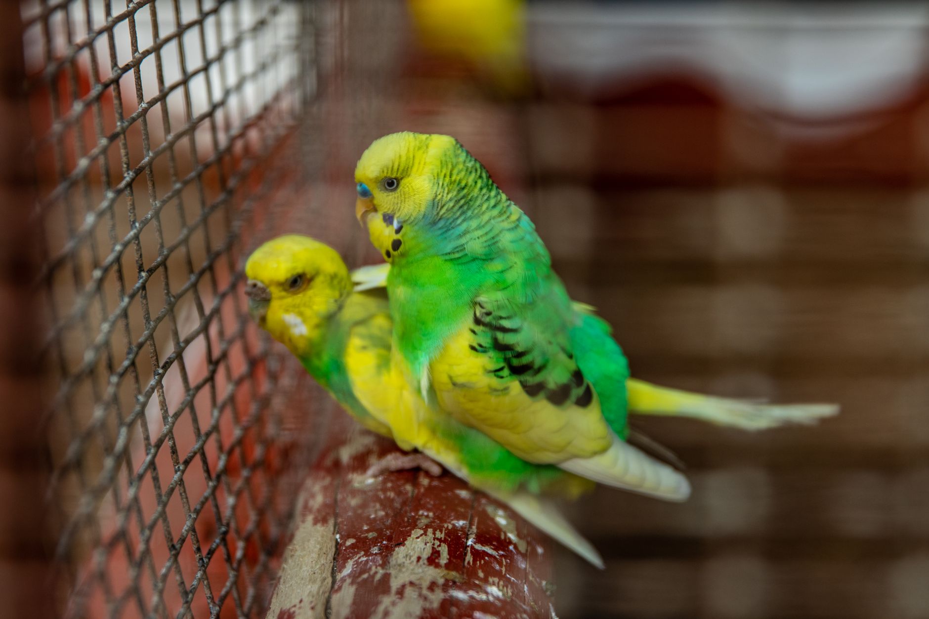 Budgie Care Sheet - Petmd - dogbreedco