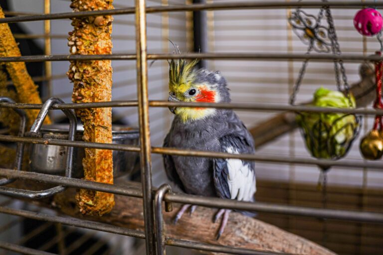 [ADAPT from featherden] Ultimate Cockatiel Cage Setup: Step-by-Step Guide for Happy Birds