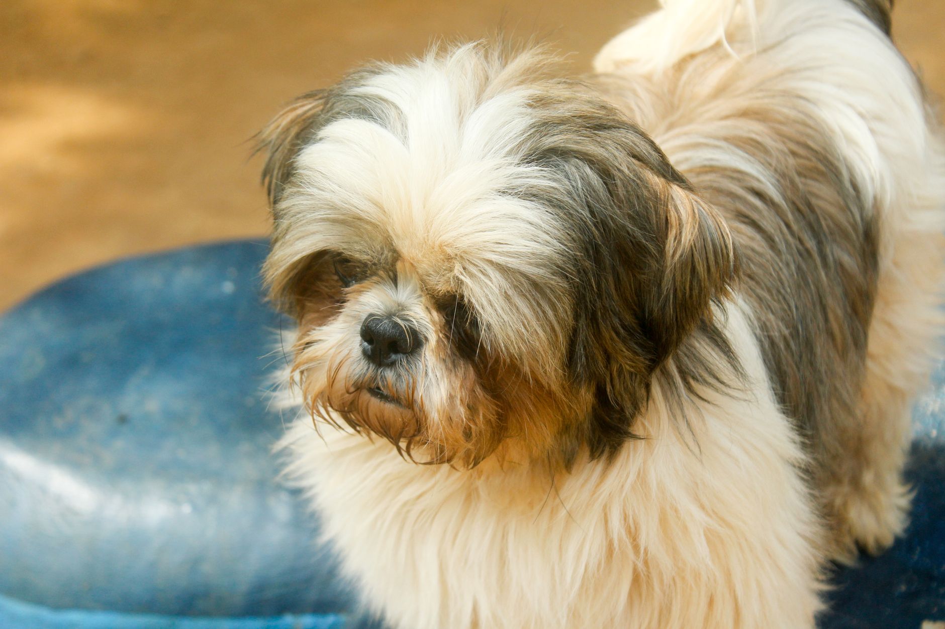 Dog Breeds - Types Of Dogs - American Kennel Club - dogbreedco