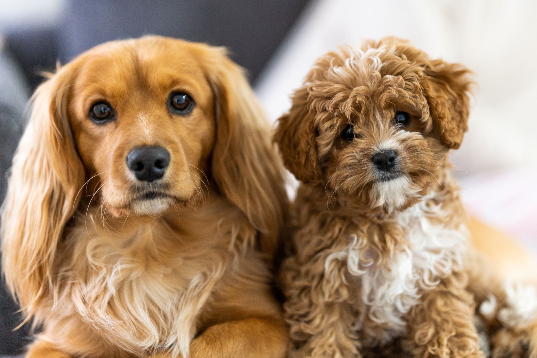 14 Most Popular Dog Breeds in the World (2026 Update) - Dogster - dogbreedco