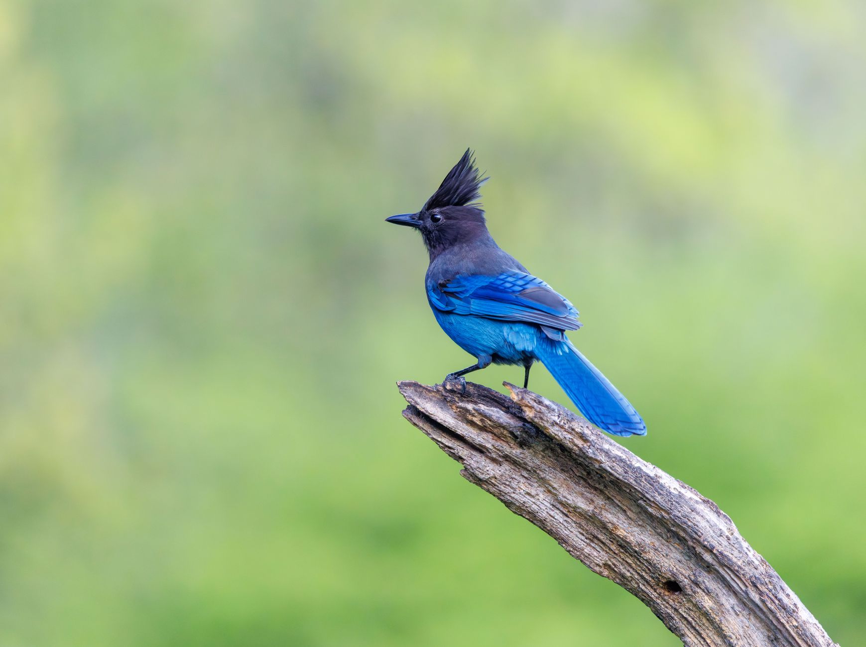 Online bird guide, bird ID help, life history, bird sounds from Cornell ... - dogbreedco