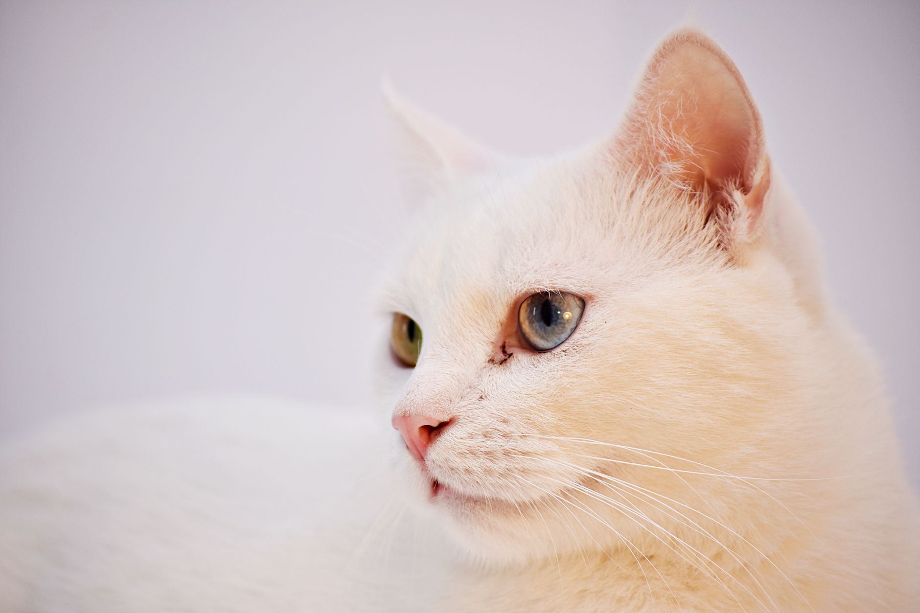 Pet Animals - Types Of Pet Animals - A-Z Animals - dogbreedco