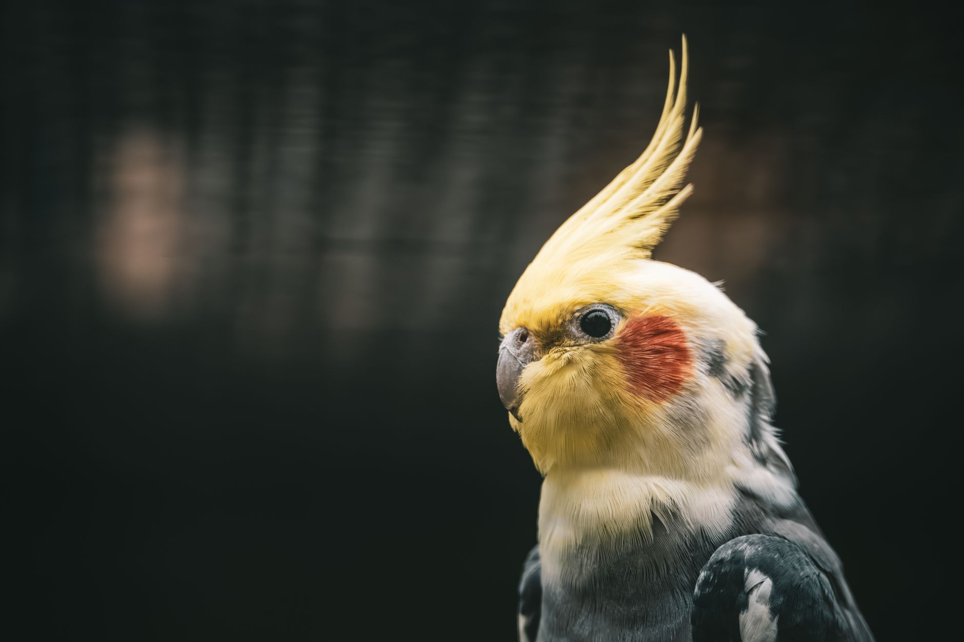 8 best talking birds to keep as pets - dogbreedco