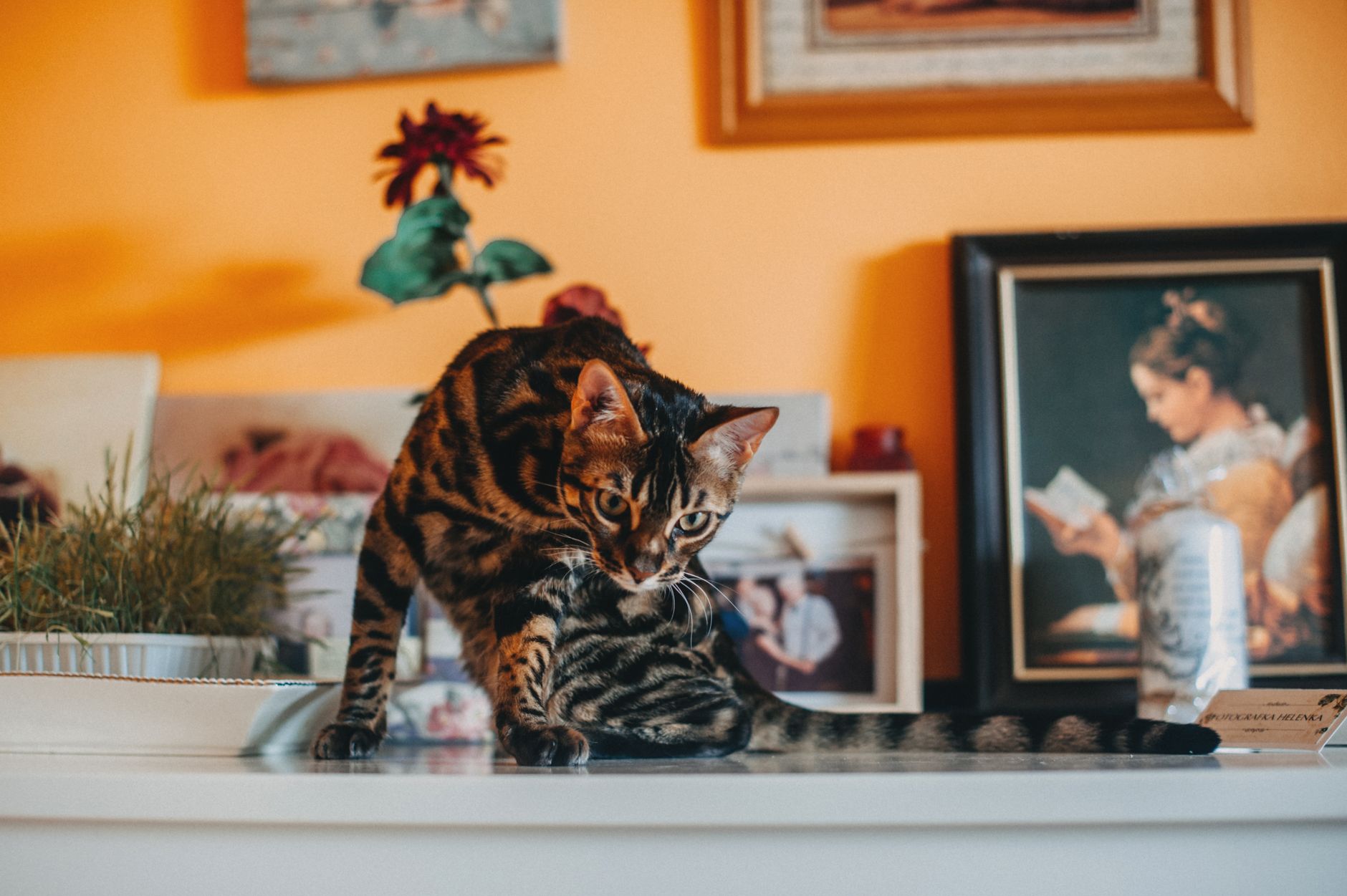 Male Vs Female Bengal Cat Breed: What’S The Difference? (With Pictures, Vet-Reviewed)