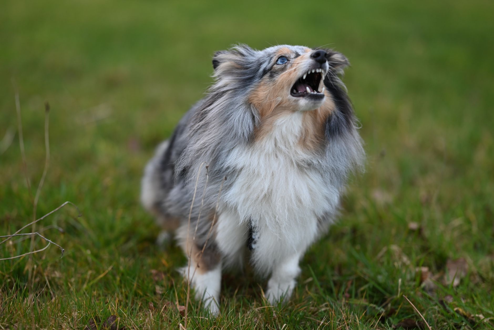 Best Dog Breeds That Talk Back and Are Vocal