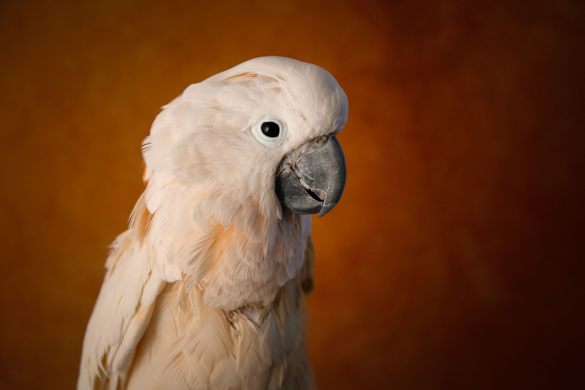 Cockatoos as Pets: Are They Right for You? - dogbreedco