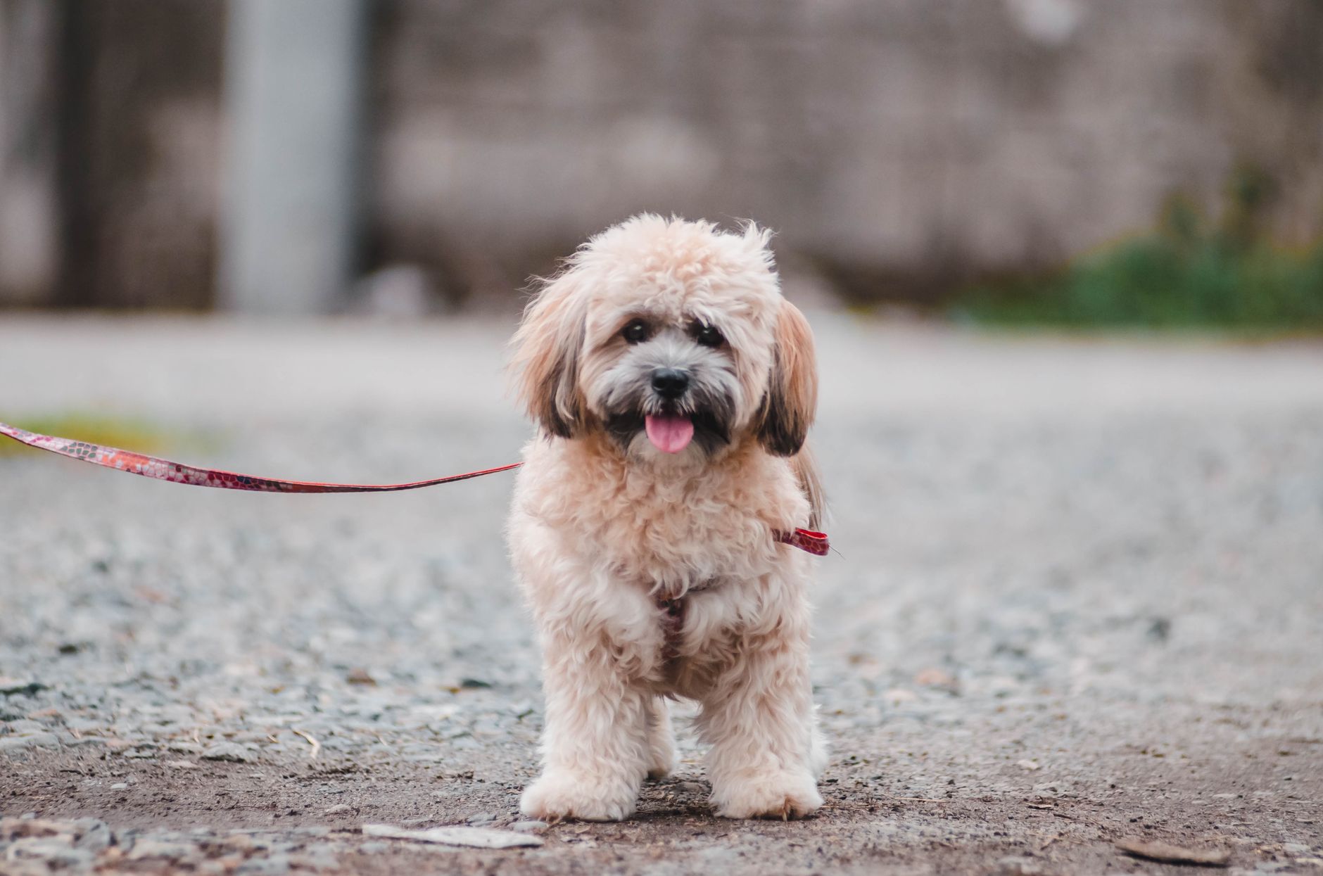 Designer Dog Health: Hybrid Vigor vs. Genetic Risks - dogbreedco