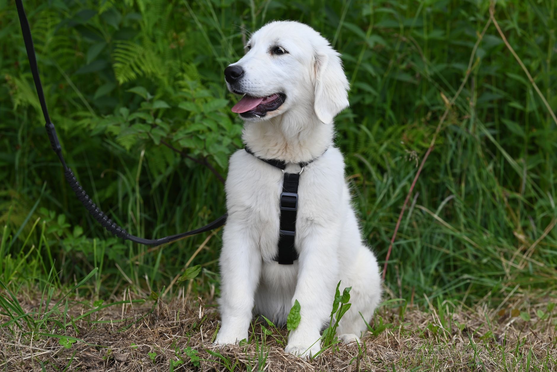 The 'Pandemic Puppy' Adolescence Guide: Practical Training for leash reactivity, separation anxiety, and demand barking. - dogbreedco
