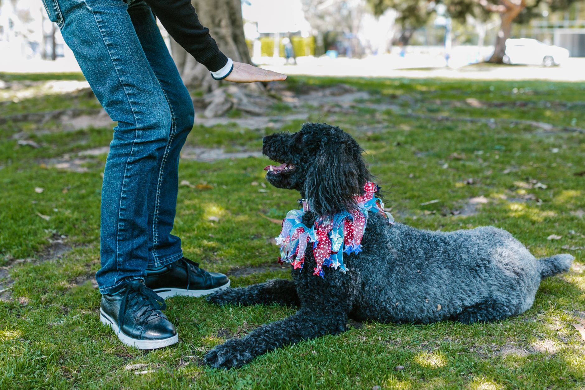 Mastering the 5 Essential Commands: A Step-by-Step Training Tutorial for Your Dog - DogBreedCo