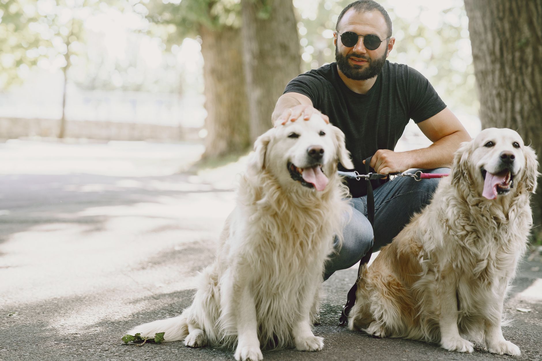 Complete Breed Guide: Choosing the Perfect Dog for Your Lifestyle - DogBreedCo