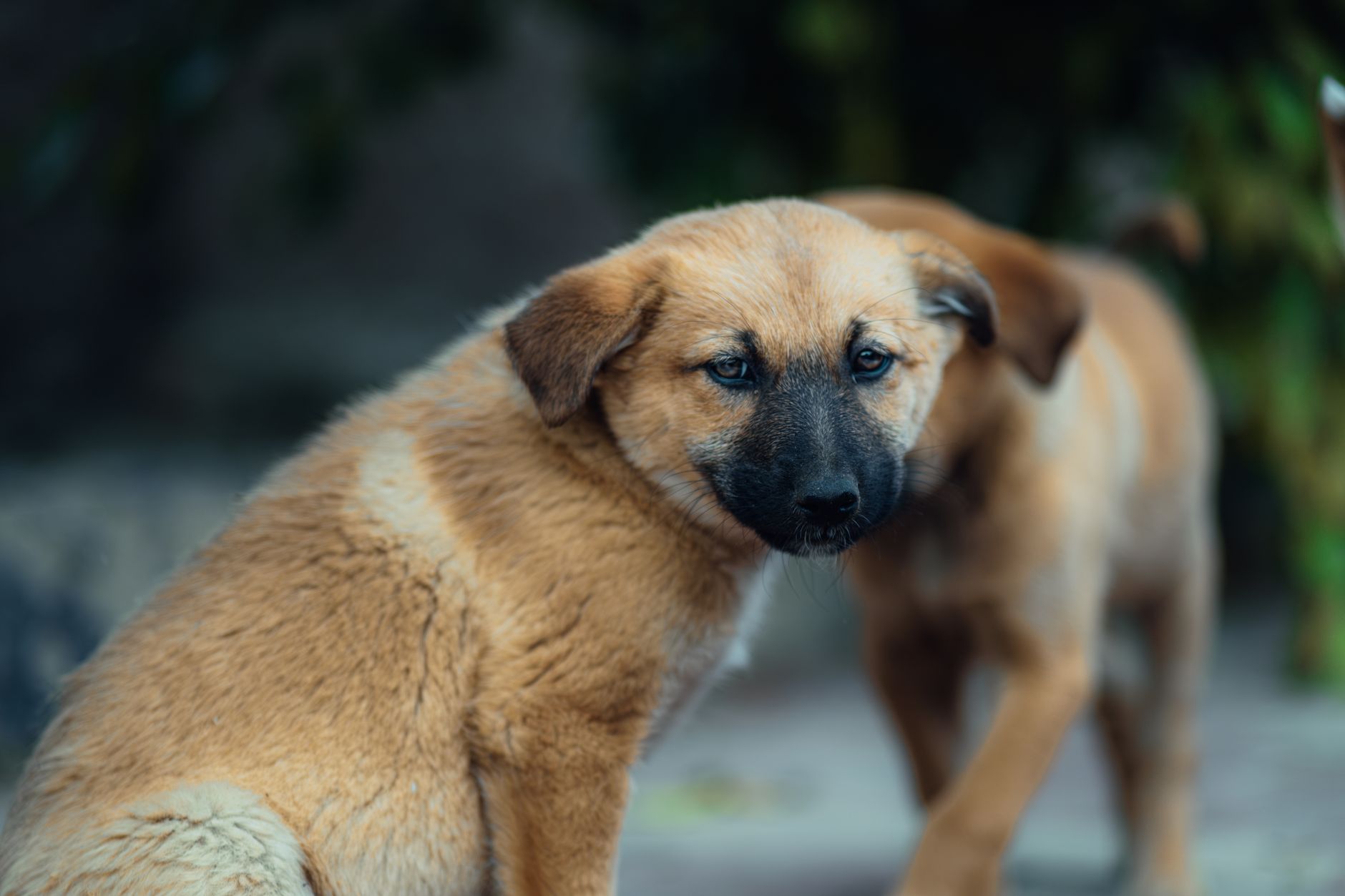 The Complete Dog Breed Care Guide: Tailored Tips for a Happy, Healthy Pup - DogBreedCo