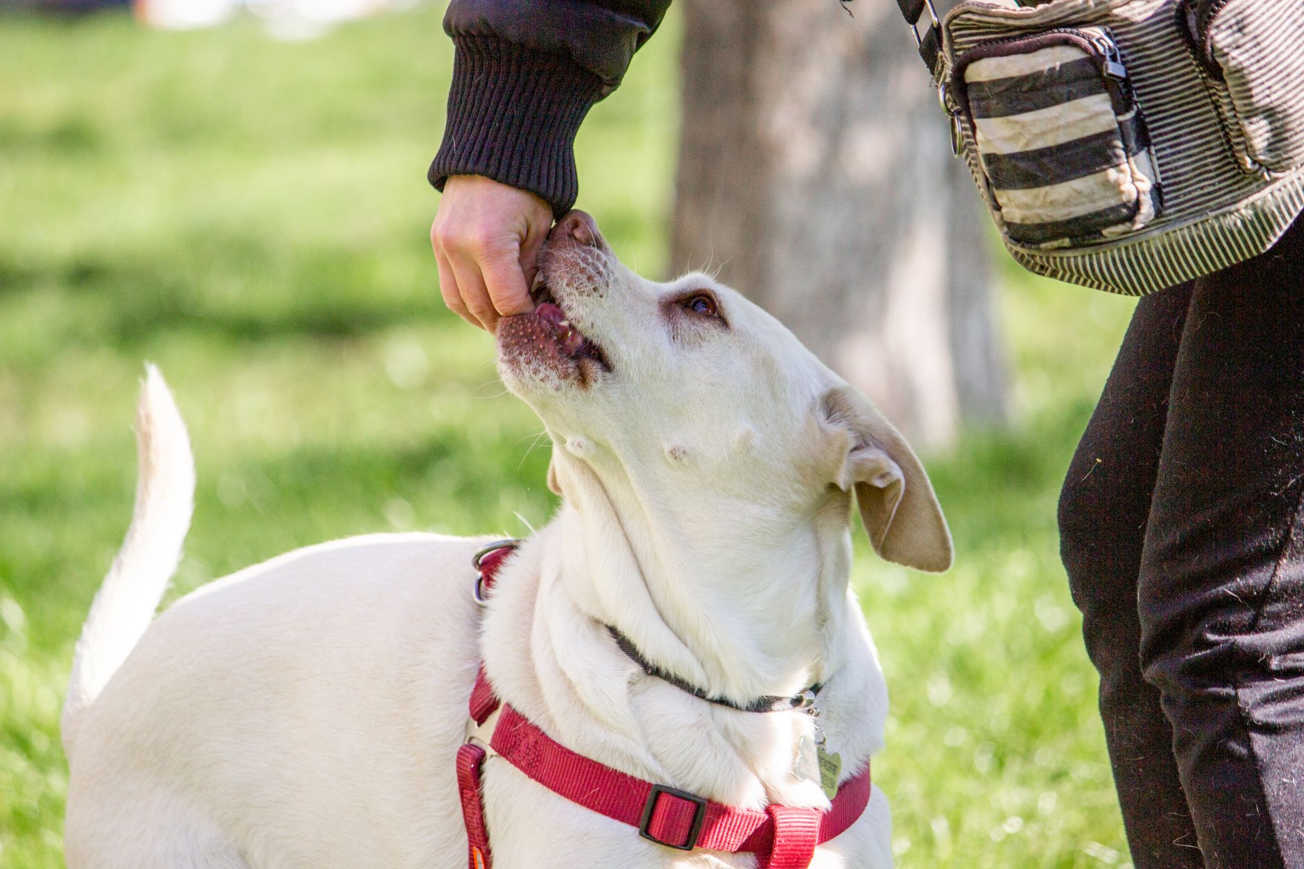 Mastering Positive Reinforcement: A Practical Training Tutorial for Every Dog Owner - DogBreedCo