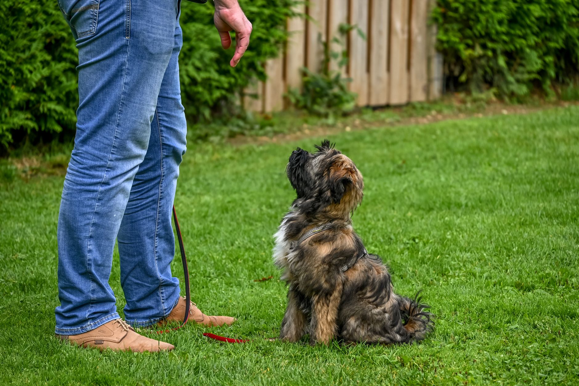 A warm photo of 30 day dog training plan master 5 essential commands step by step.