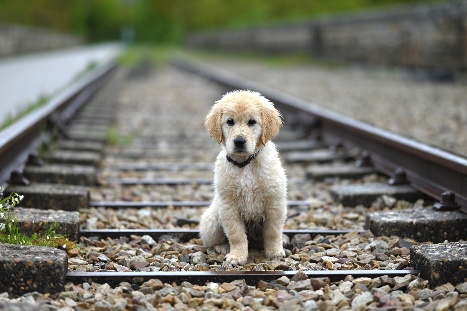 A warm photo of 5 common puppy training mistakes fix them good.