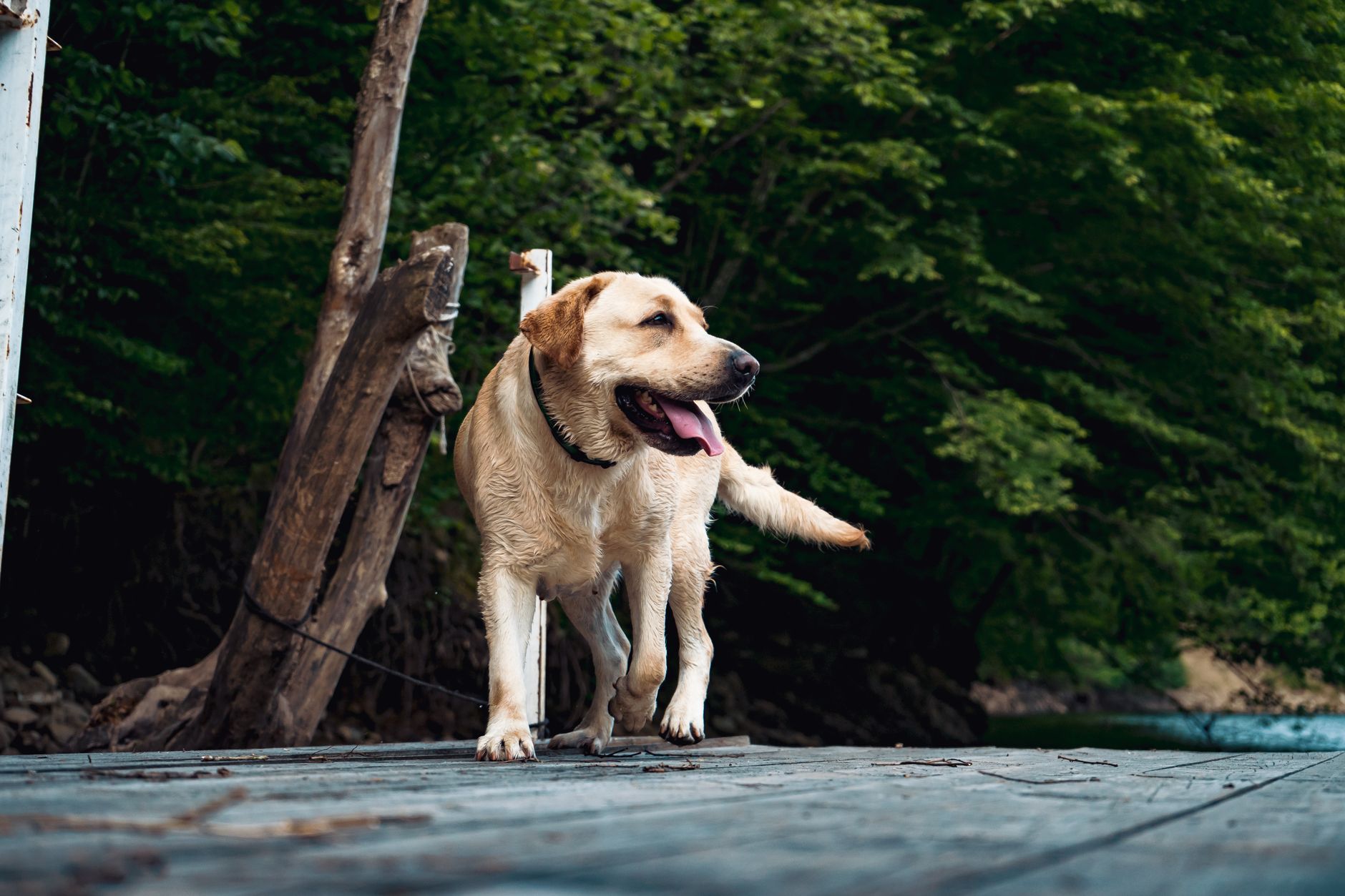 A warm photo of labrador retriever puppy 7 step first year health and training plan.