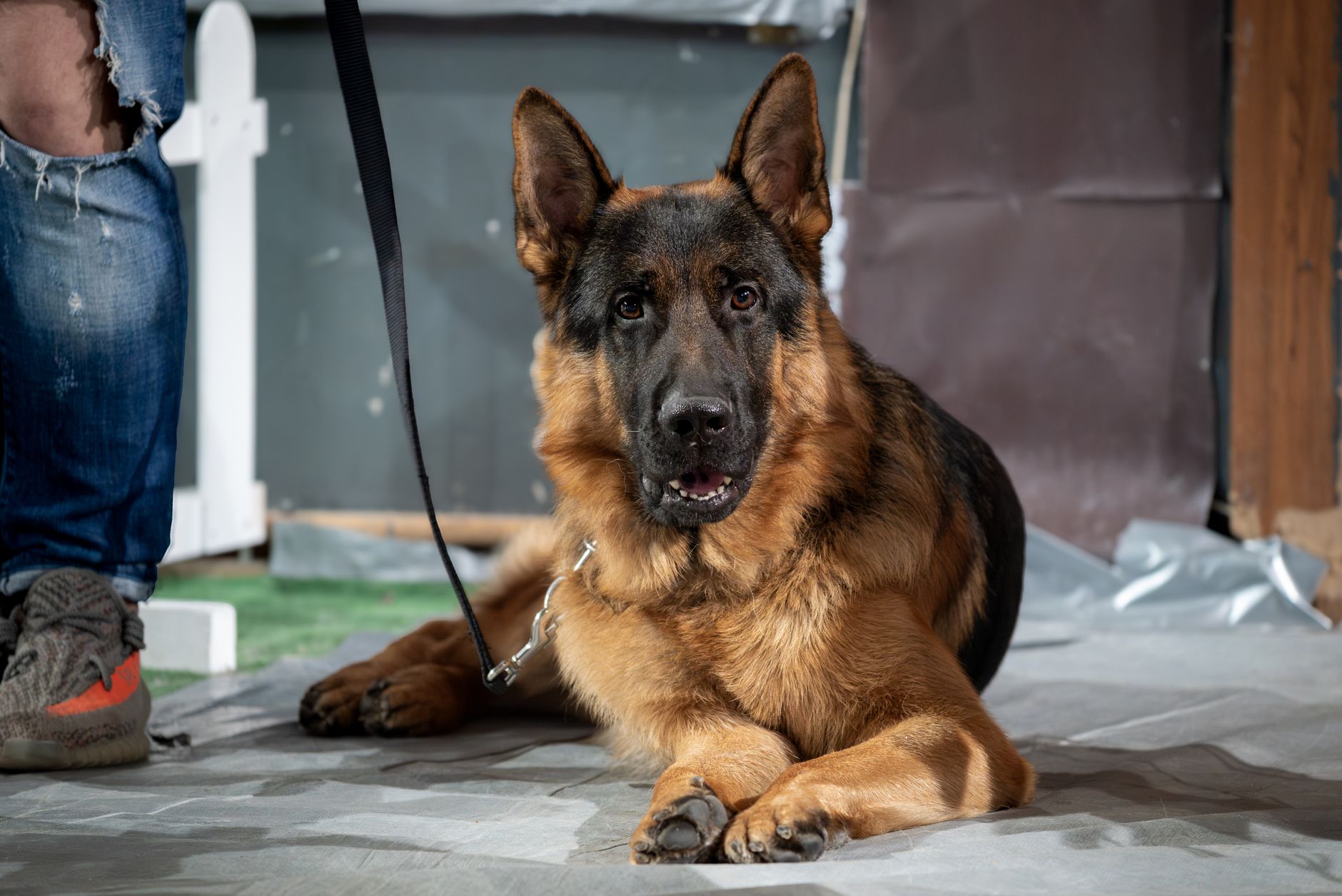 A warm photo of 7 essential german shepherd care tips every owner needs.