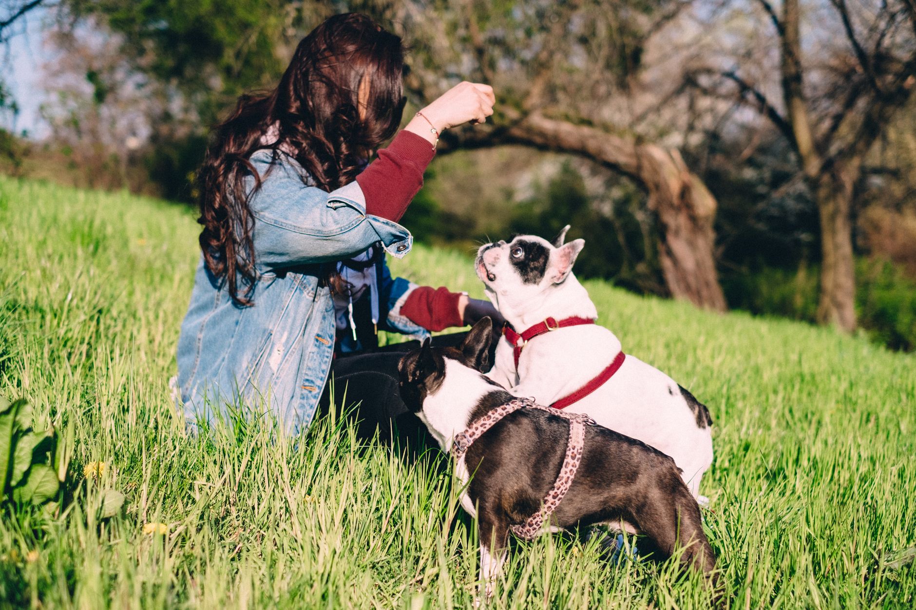 Bulldog vs. Boston Terrier: Apartment Exercise & Noise - dogbreedco