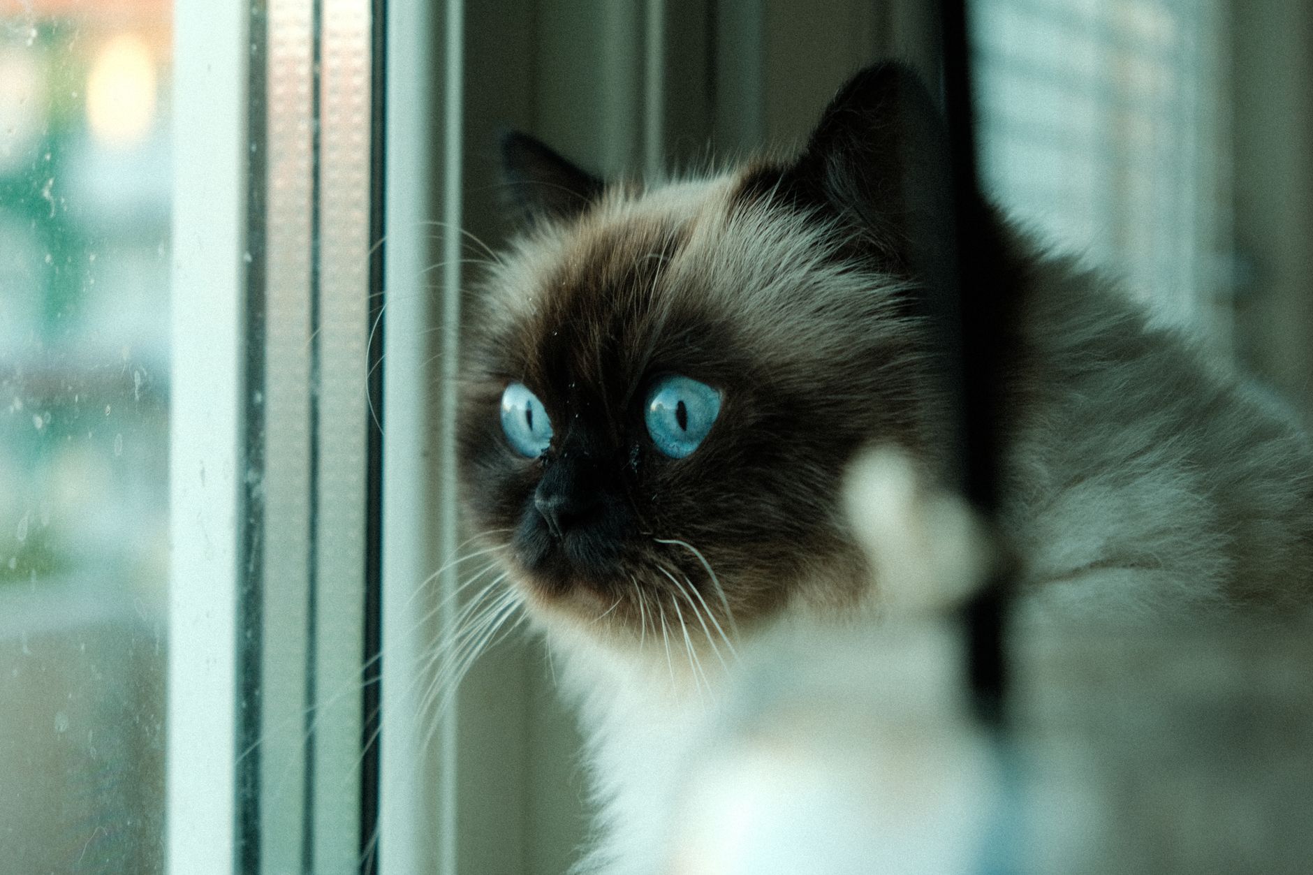 A warm photo of birman balinese cats vet reviewed breed.