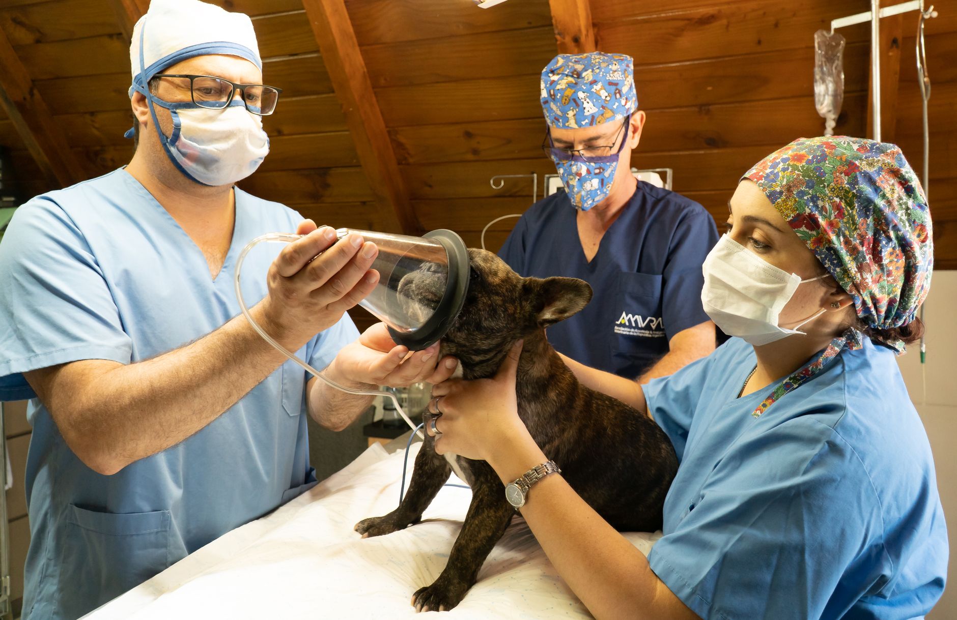A warm photo of bulldog breathing problems vet cost boas care.