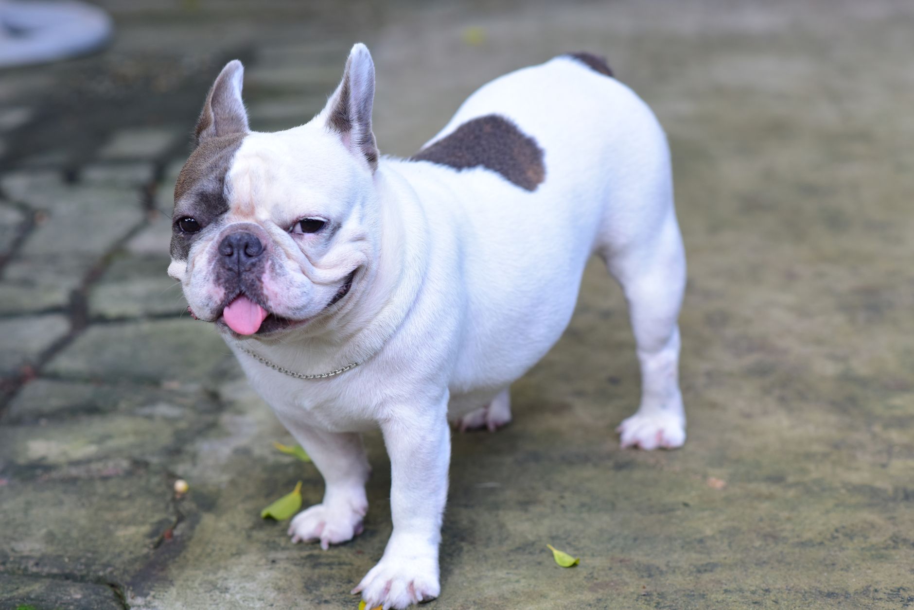 A warm photo of realistic cost first time bulldog owners.