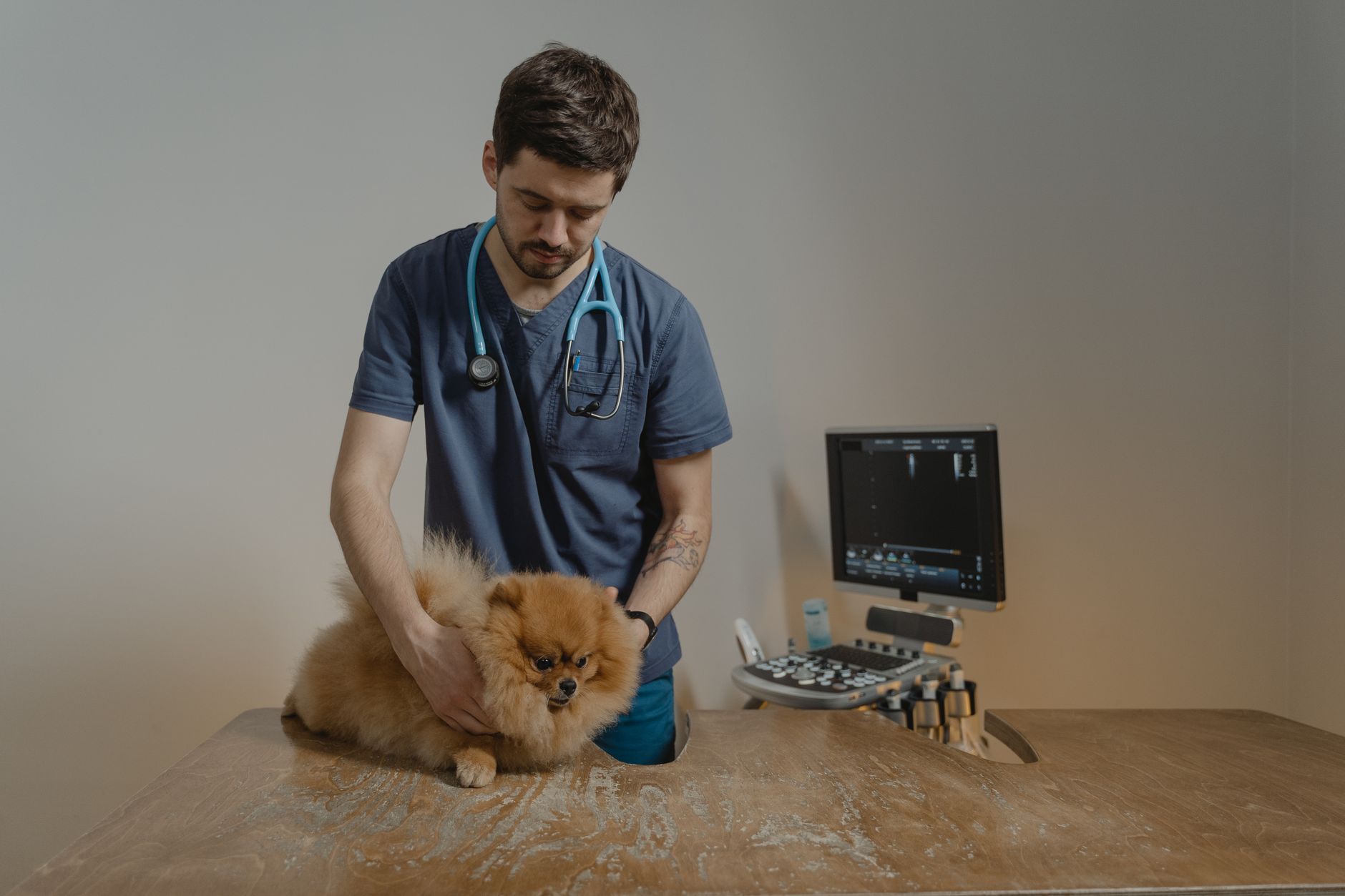A warm photo of can dogs be vegan vet approved advice safety tips.