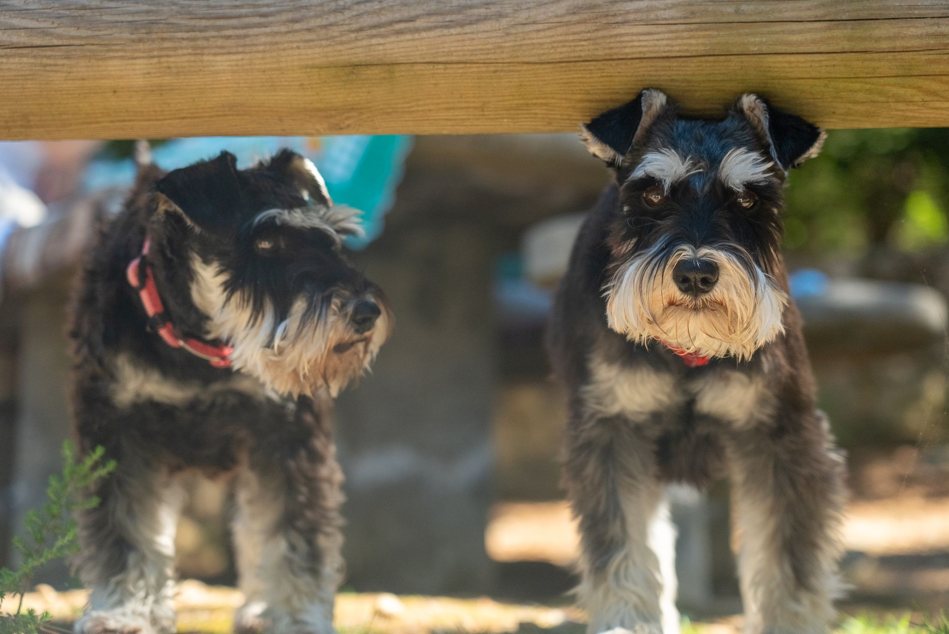 Small Dog Breeds: Schnauzer, Frenchie, Cavalier Guide - dogbreedco