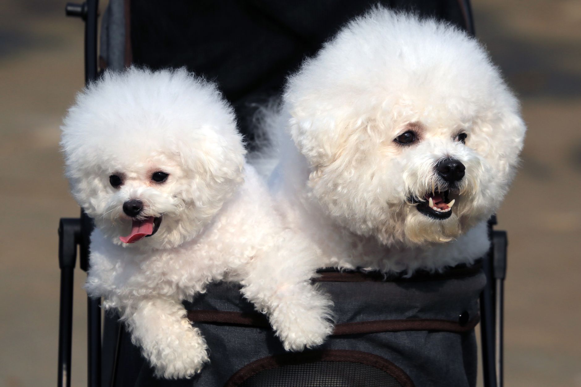 Comparing Hypoallergenic Dogs: Poodle, Bichon Frise, and Portuguese Water Dog - dogbreedco