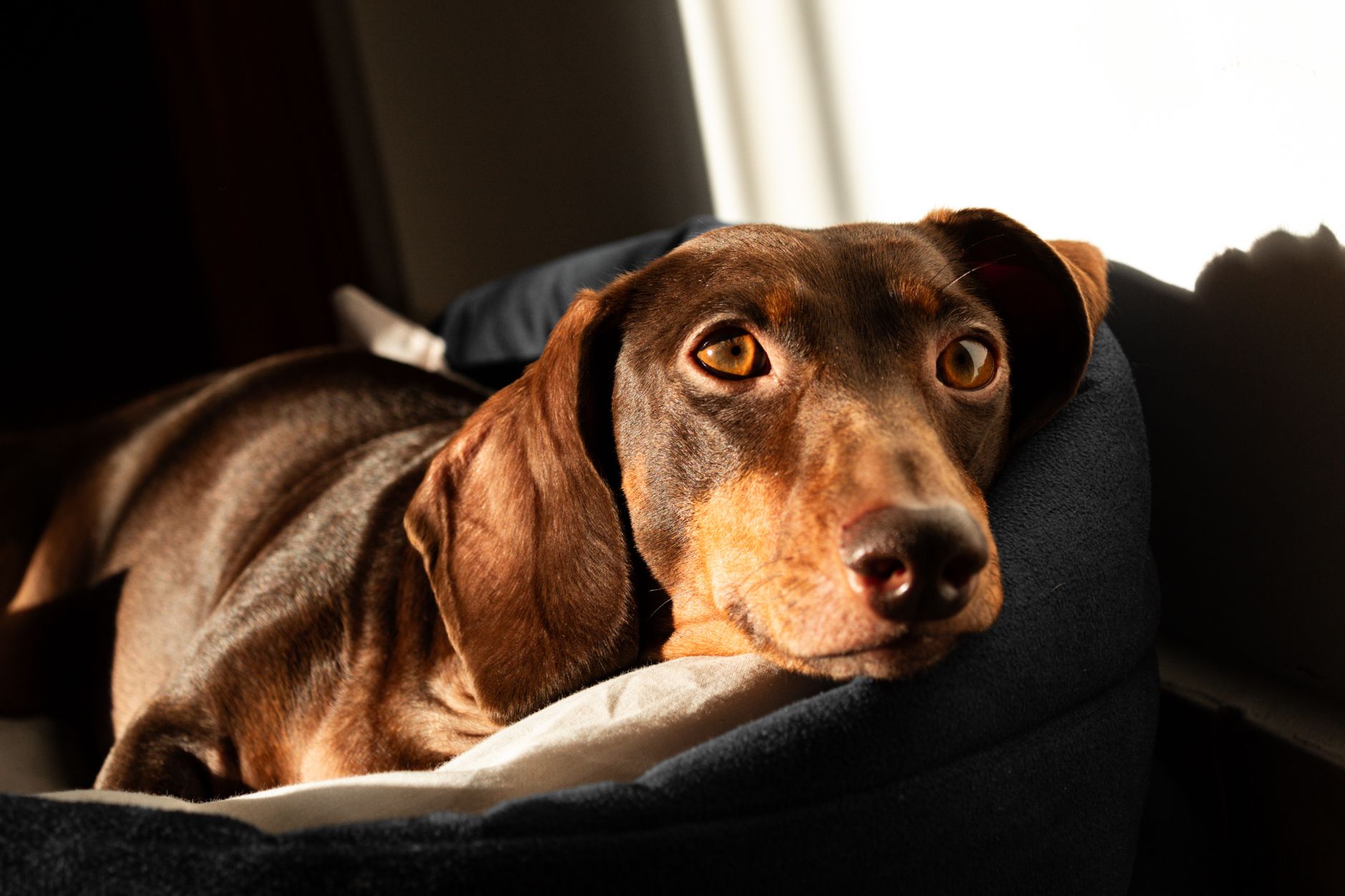 Decoding "Grain-Free": Is Your Dachshund Really Better Off Without It? - dogbreedco