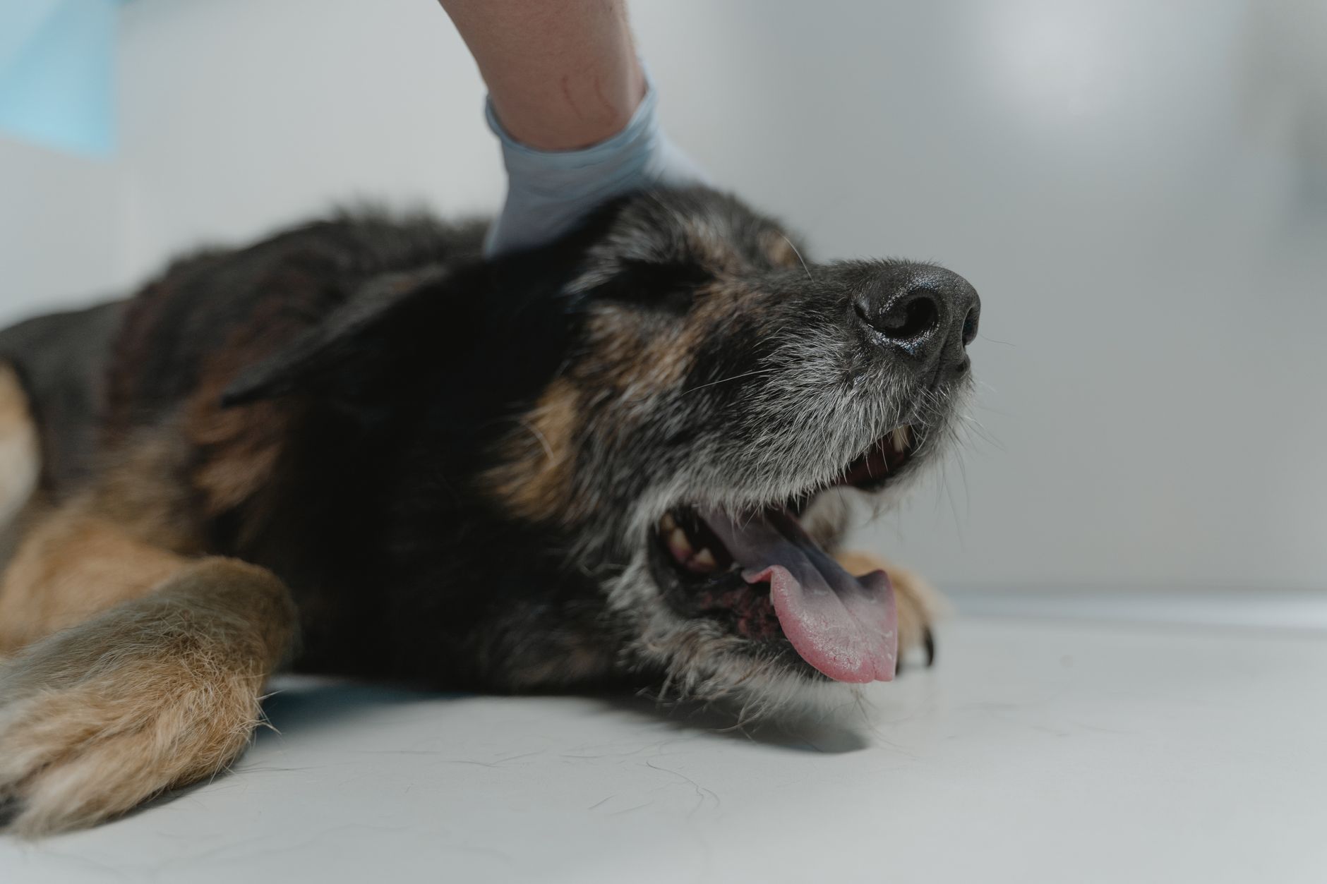 An editorial image illustrating german shepherd ear care beagle health why breed structure drives vet bills.