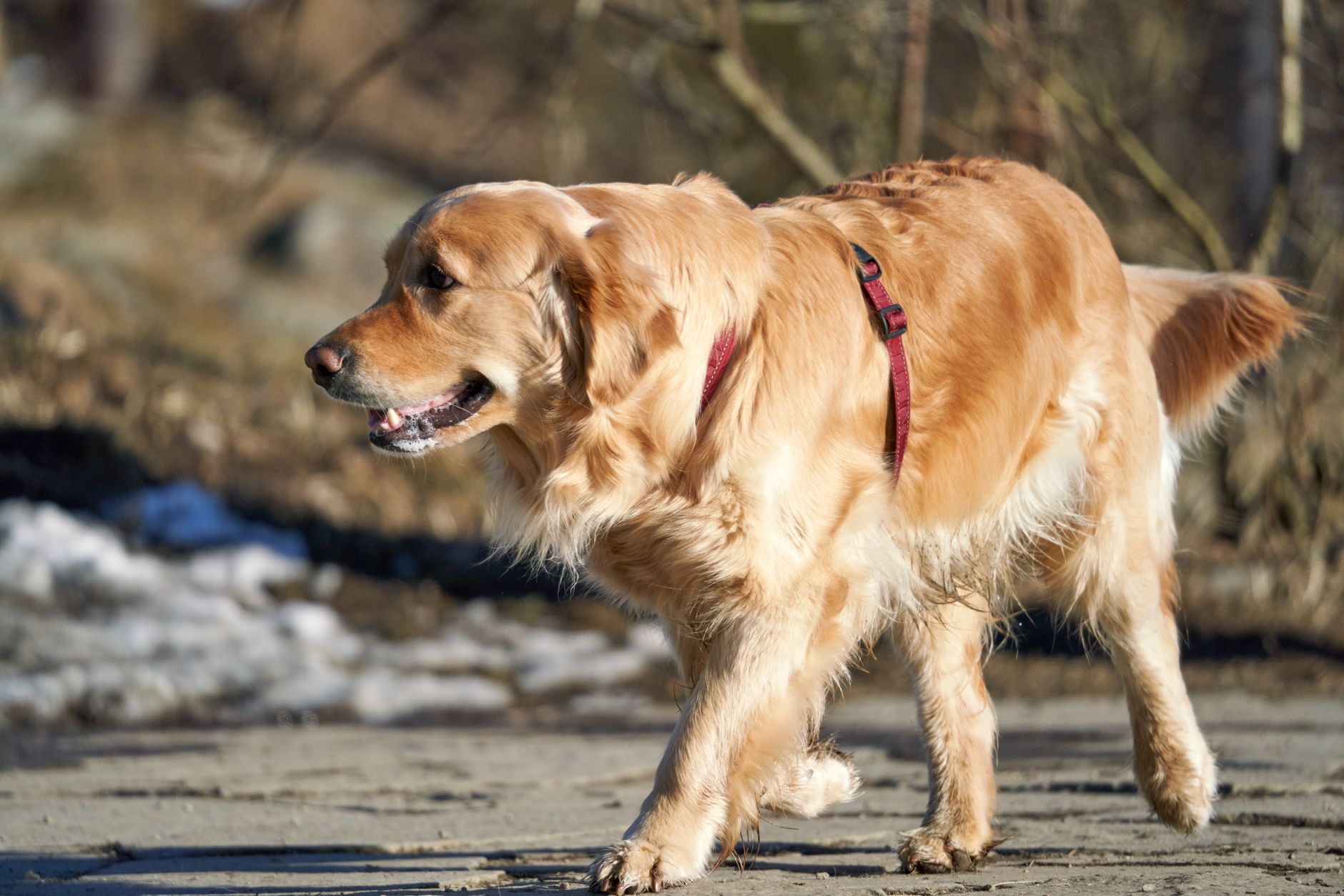 A warm photo of golden retriever breed temperament training and care requirements.