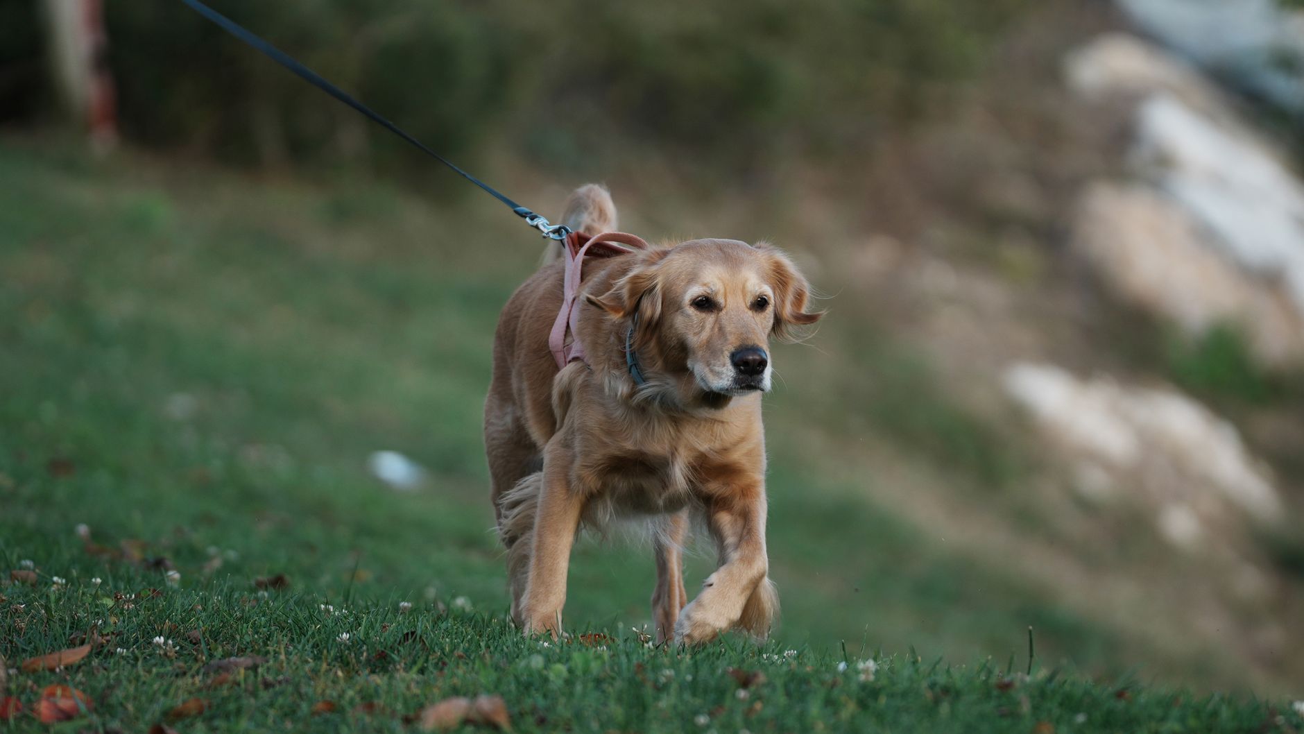 A warm photo of golden retriever care nutrition training and health tips.