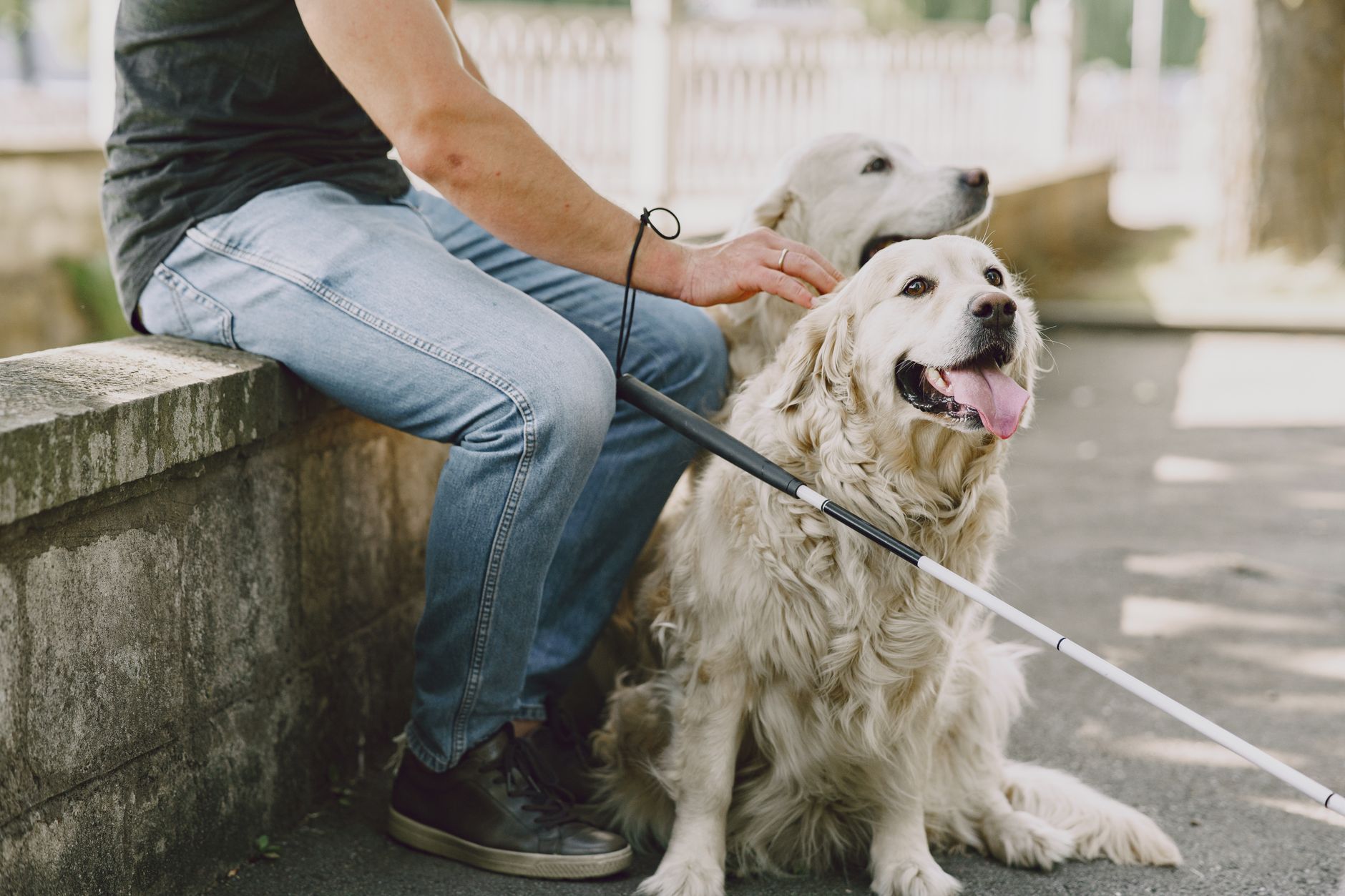 A warm photo of golden retriever training essential tips first time owners.
