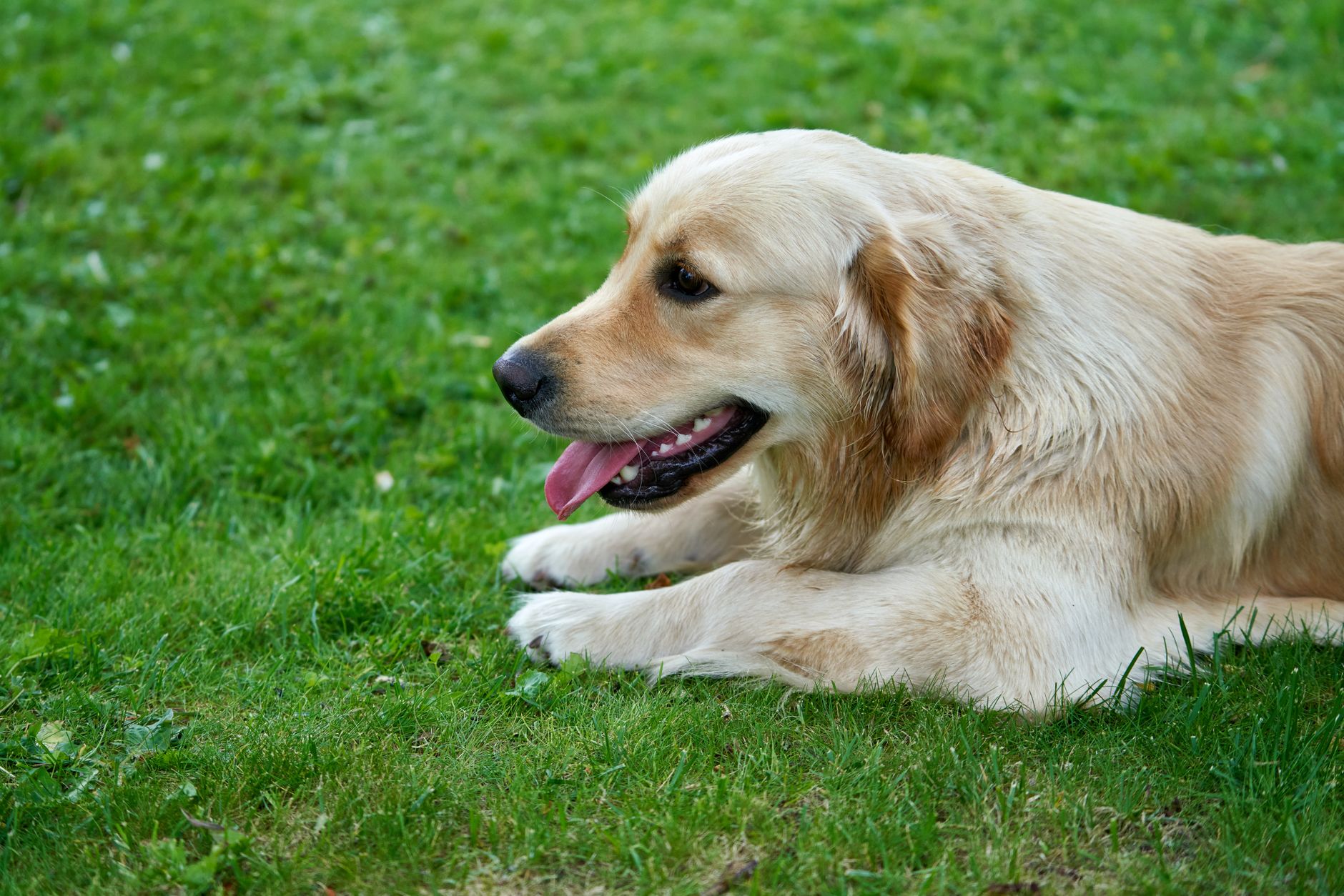 A warm photo of golden retriever labrador grooming tools and annual cost.