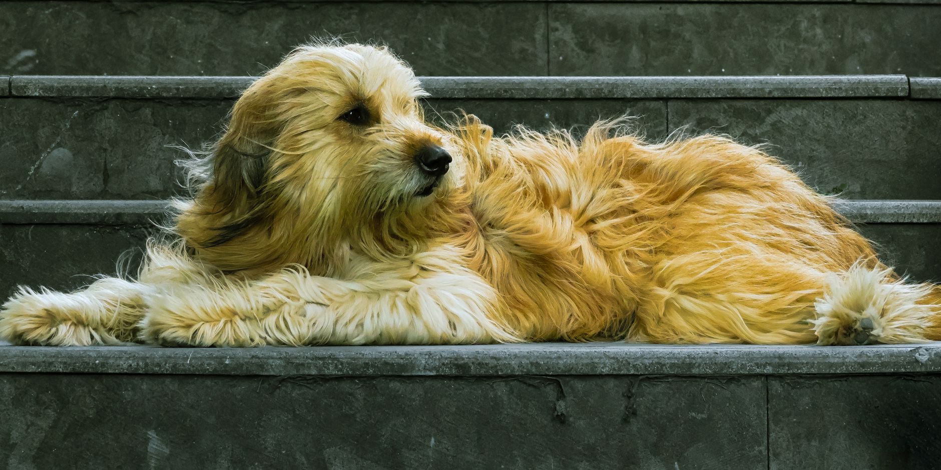 A warm photo of 7 day adult dog house training plan step by step.